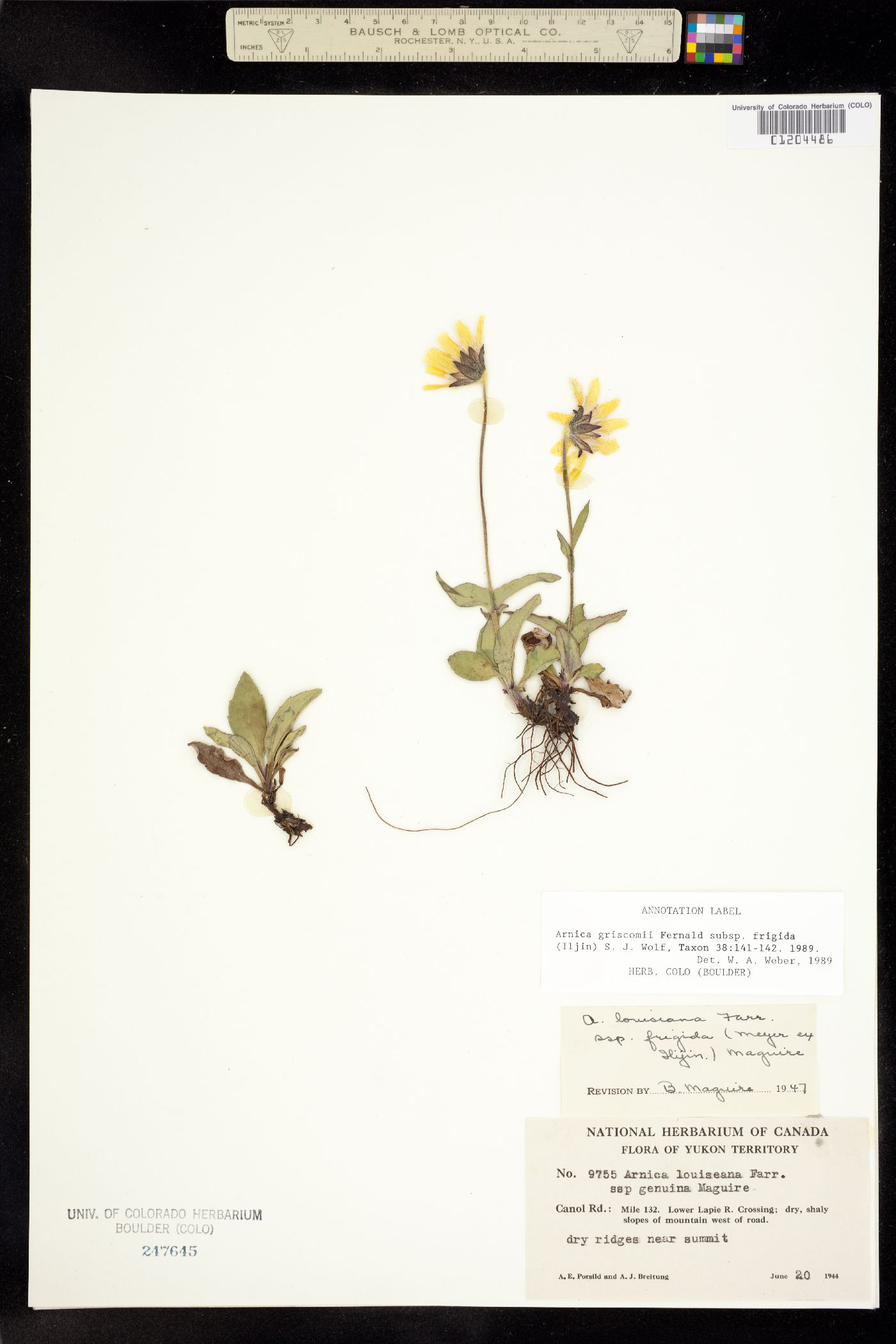 Arnica griscomii image