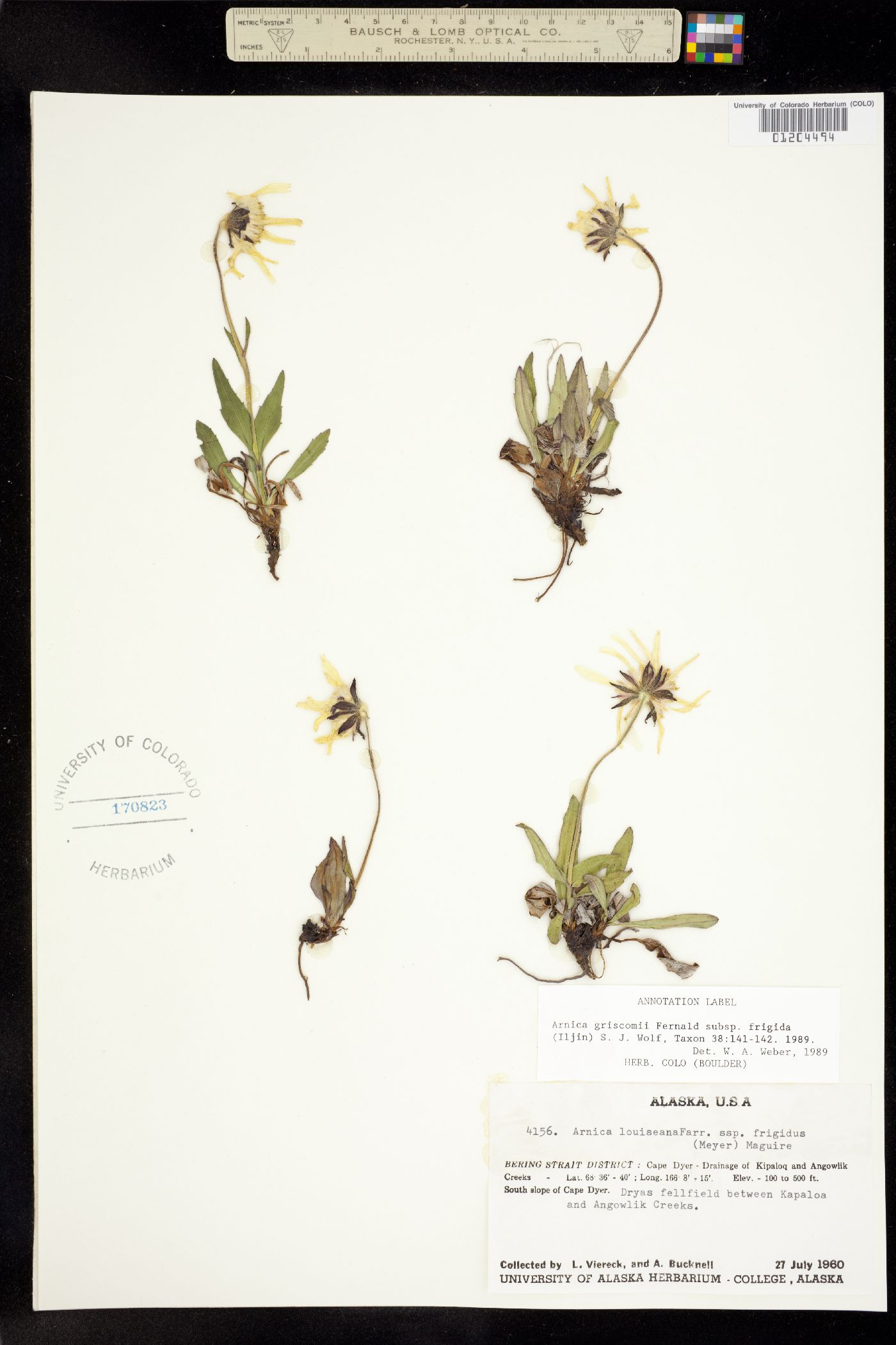 Arnica griscomii image