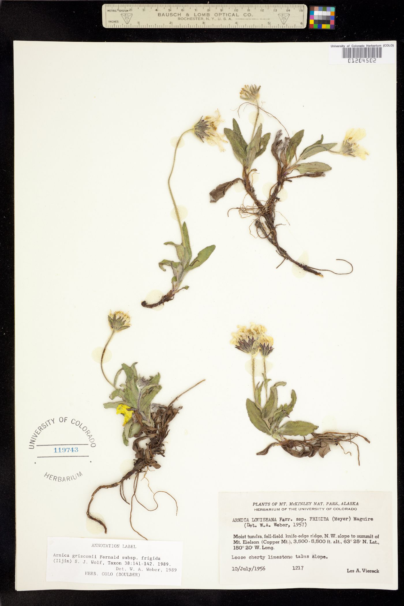 Arnica griscomii image