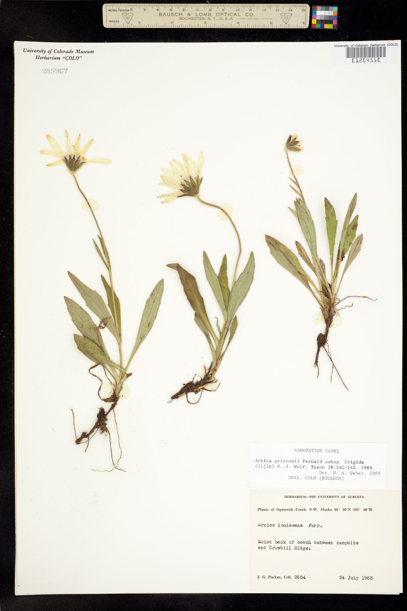 Arnica griscomii image
