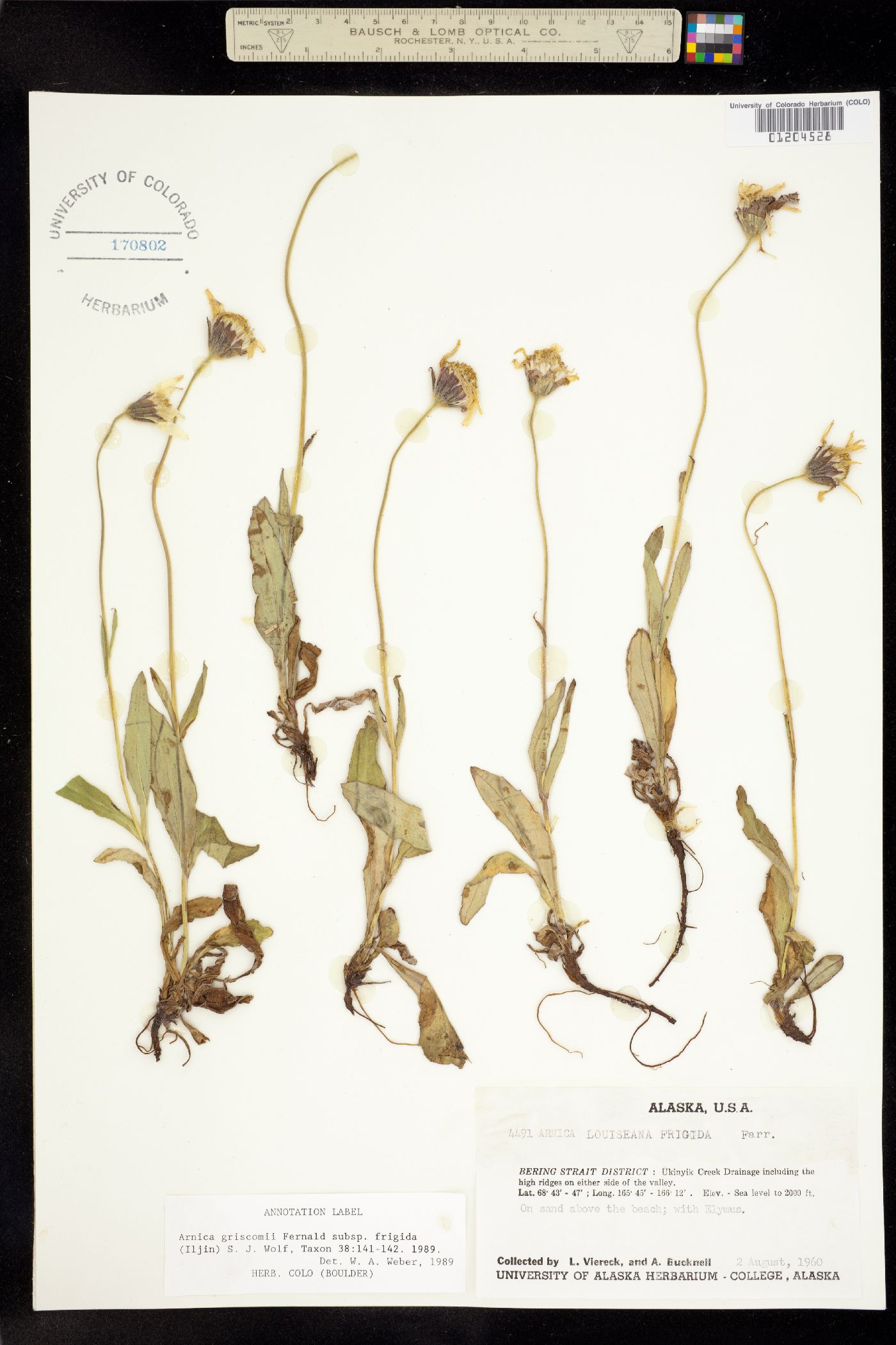 Arnica griscomii image