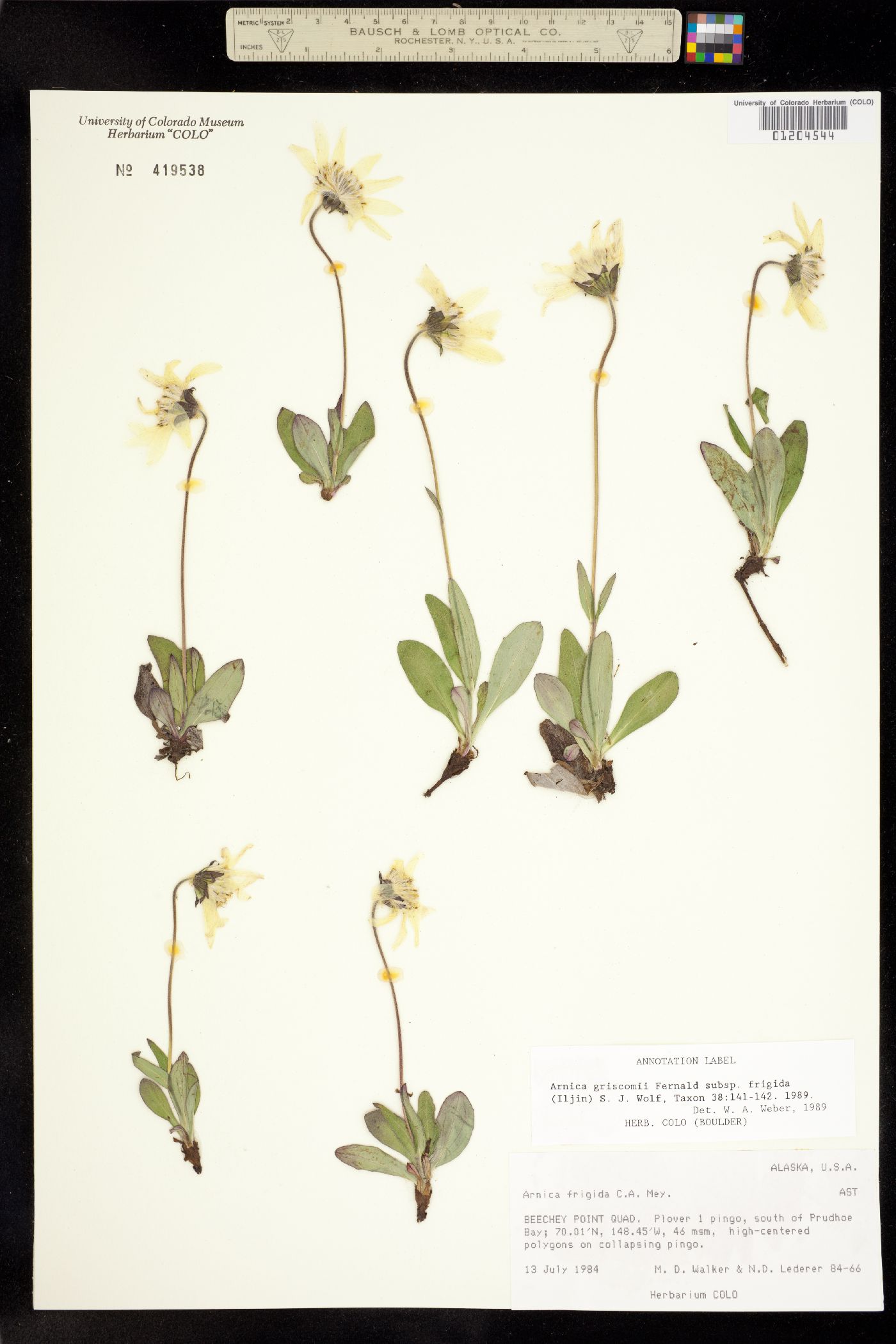 Arnica griscomii image