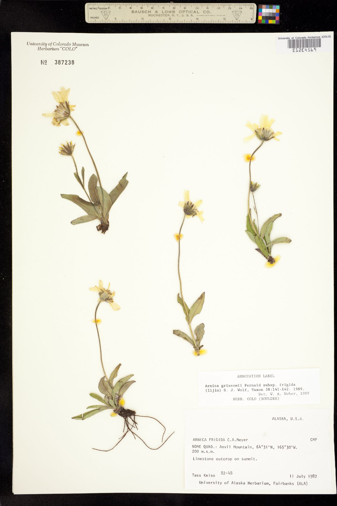 Arnica griscomii image