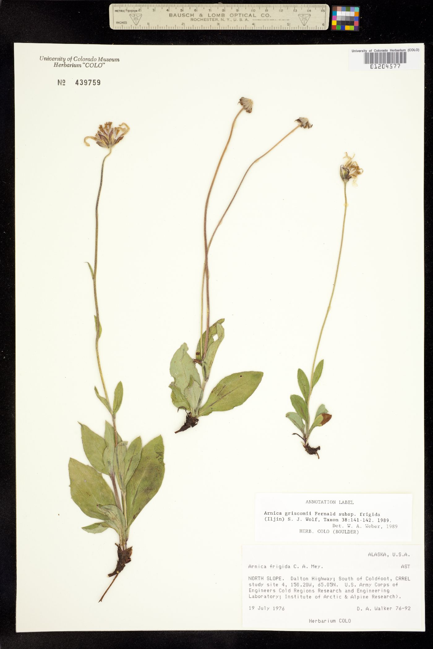 Arnica griscomii image