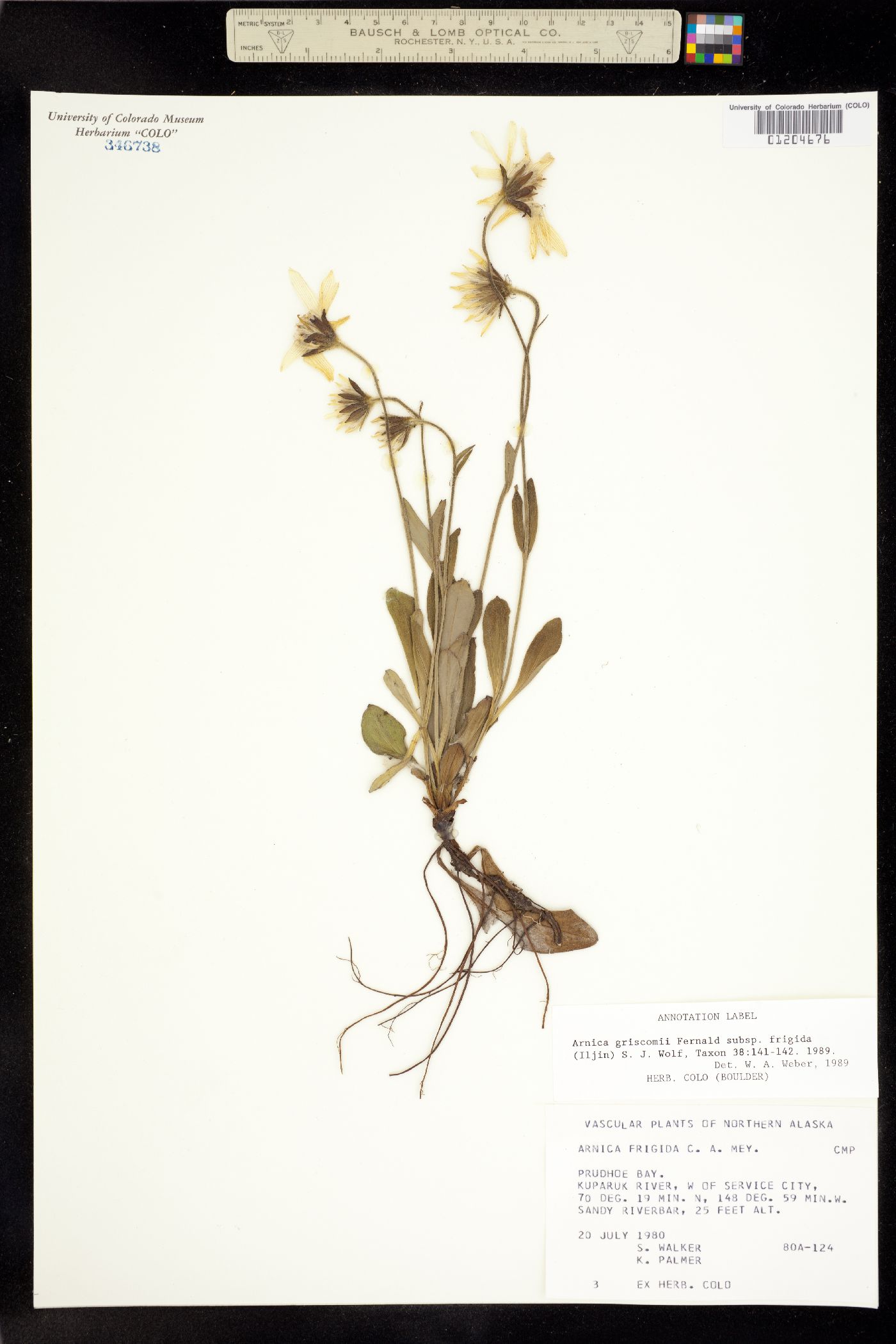 Arnica griscomii image