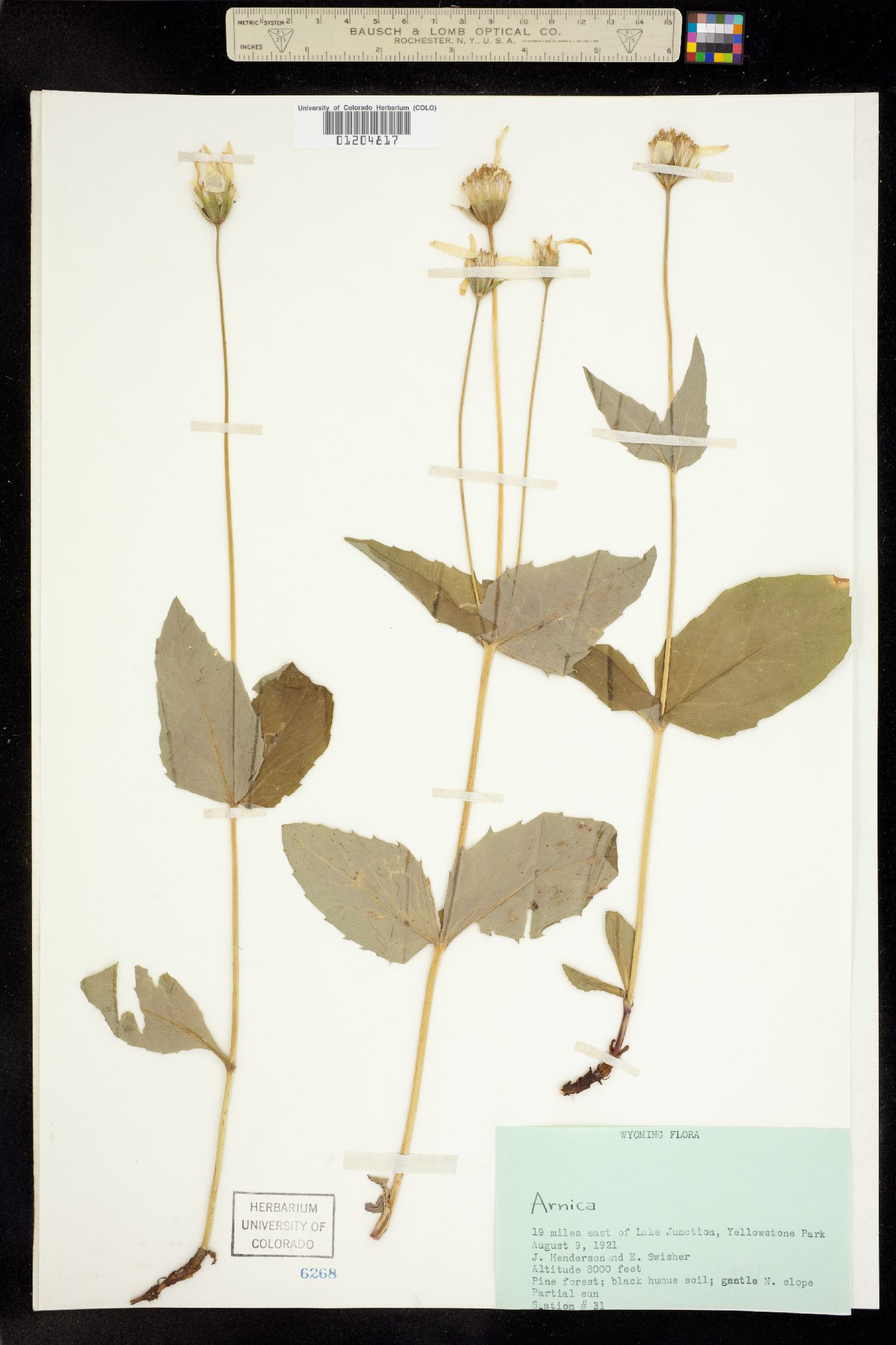 Arnica latifolia image