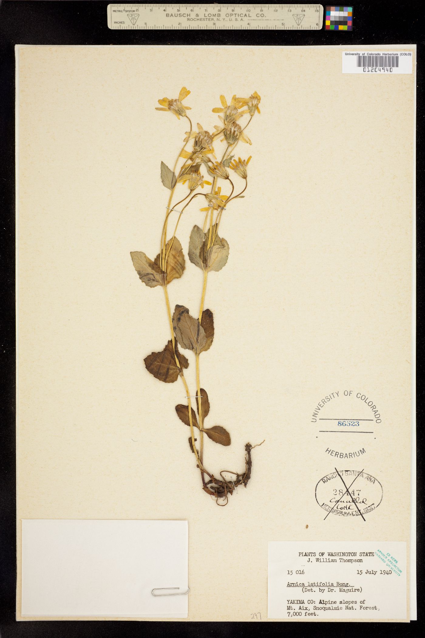 Arnica latifolia image