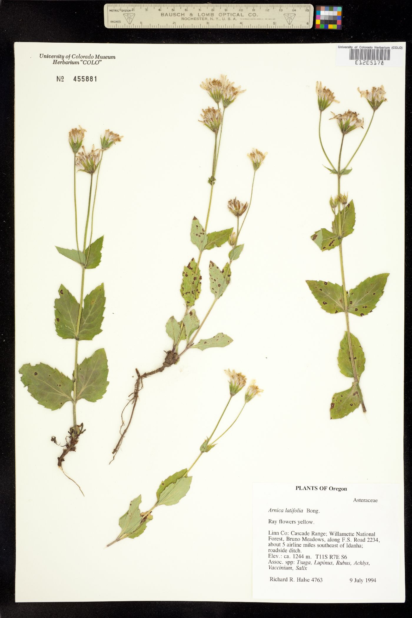 Arnica image