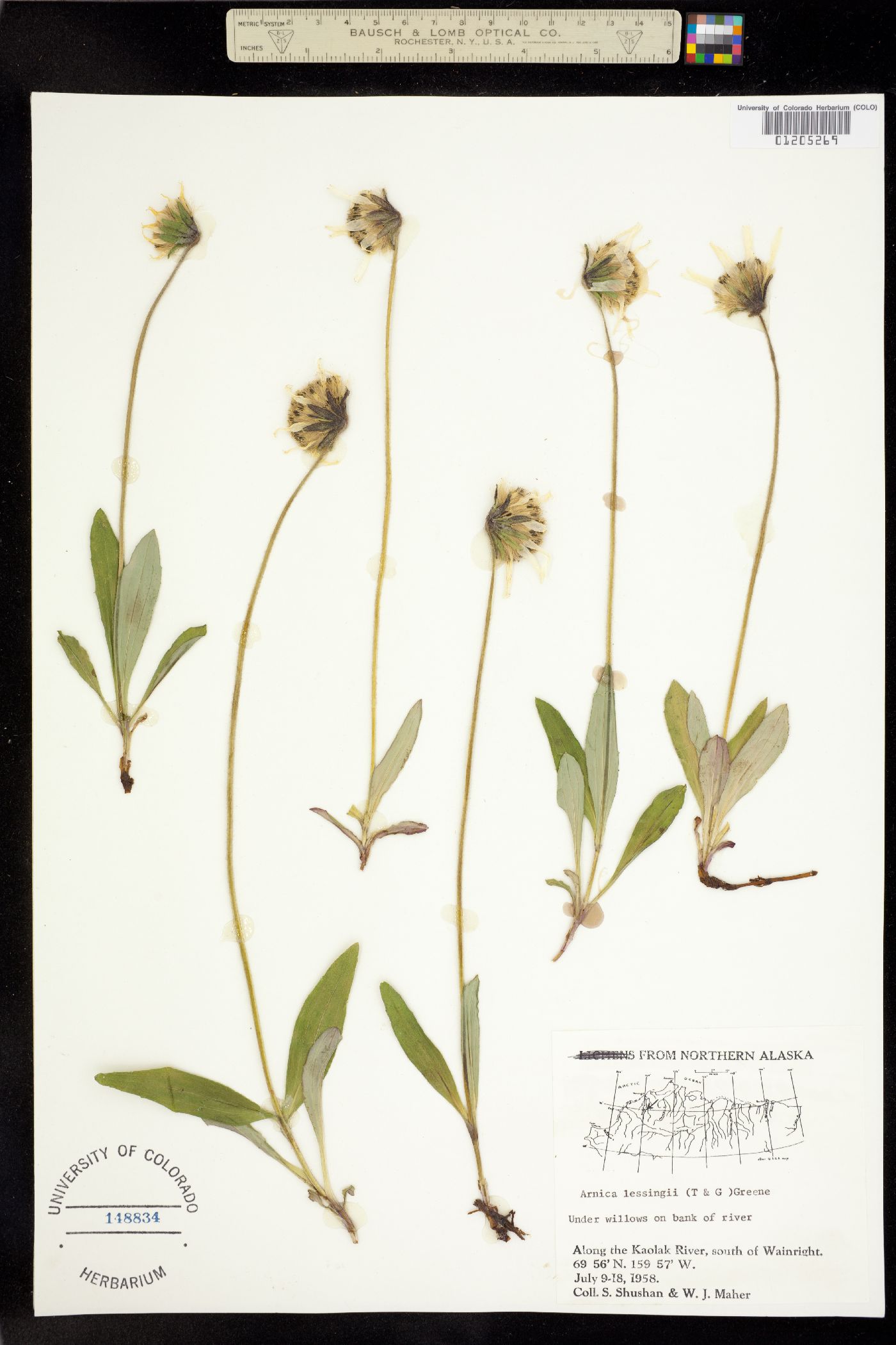 Arnica lessingii image