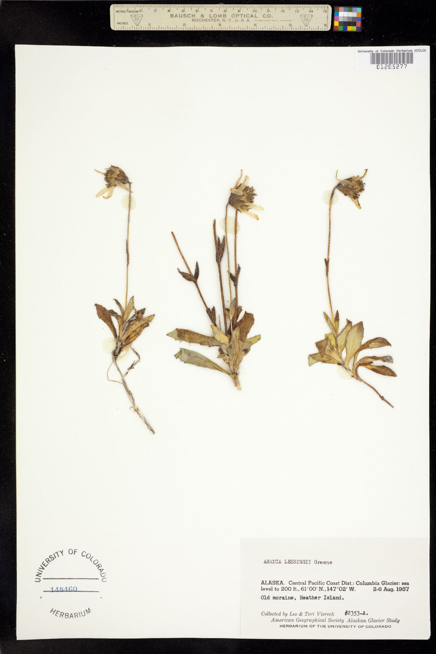 Arnica lessingii image