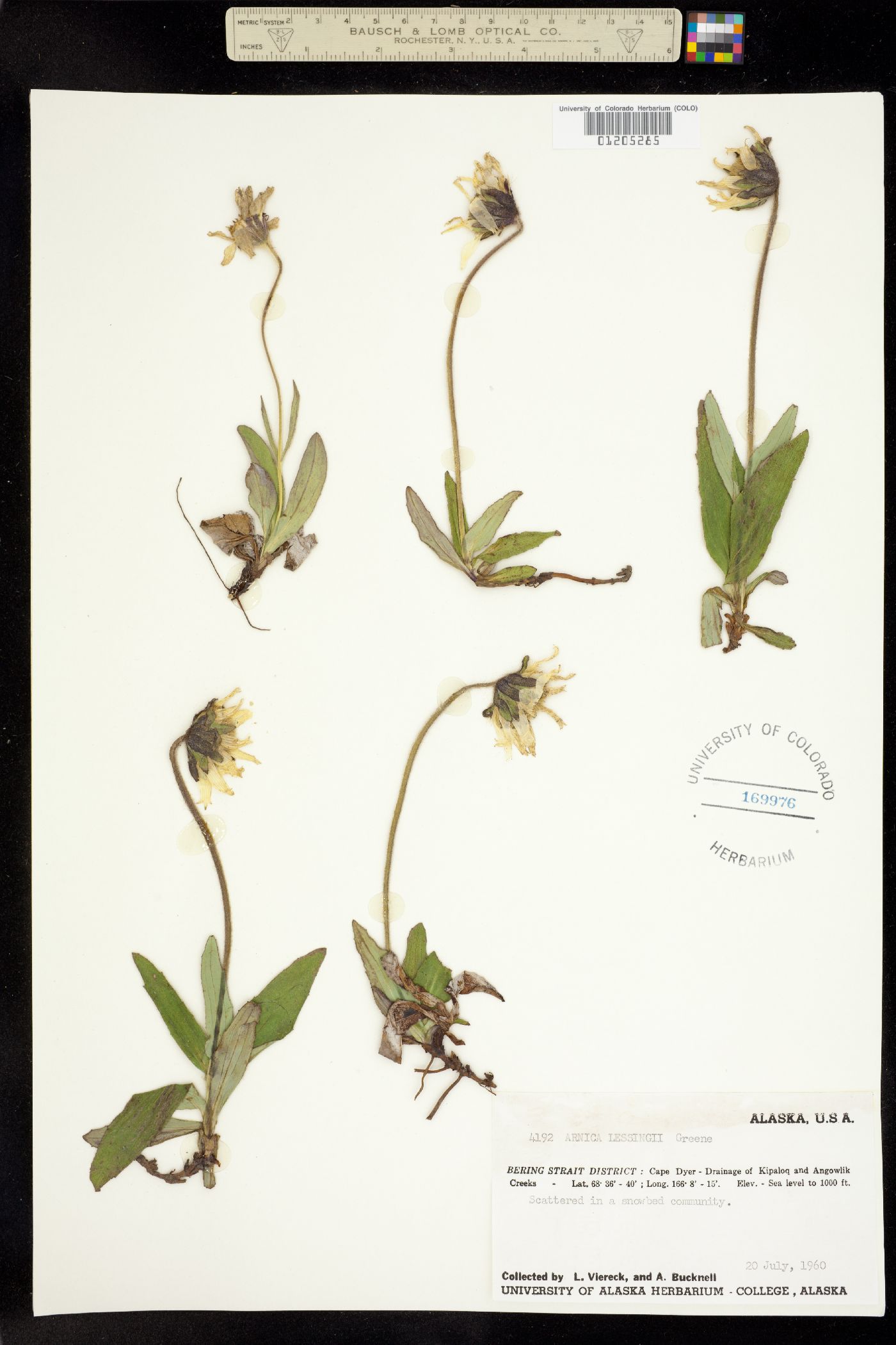 Arnica lessingii image
