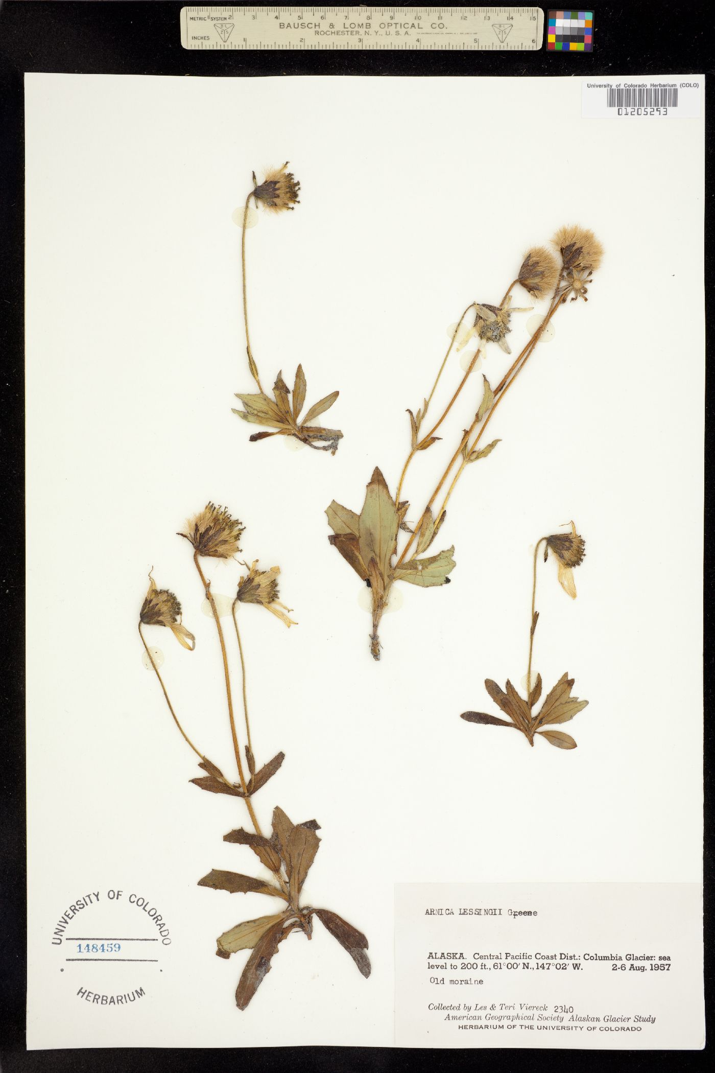 Arnica lessingii image