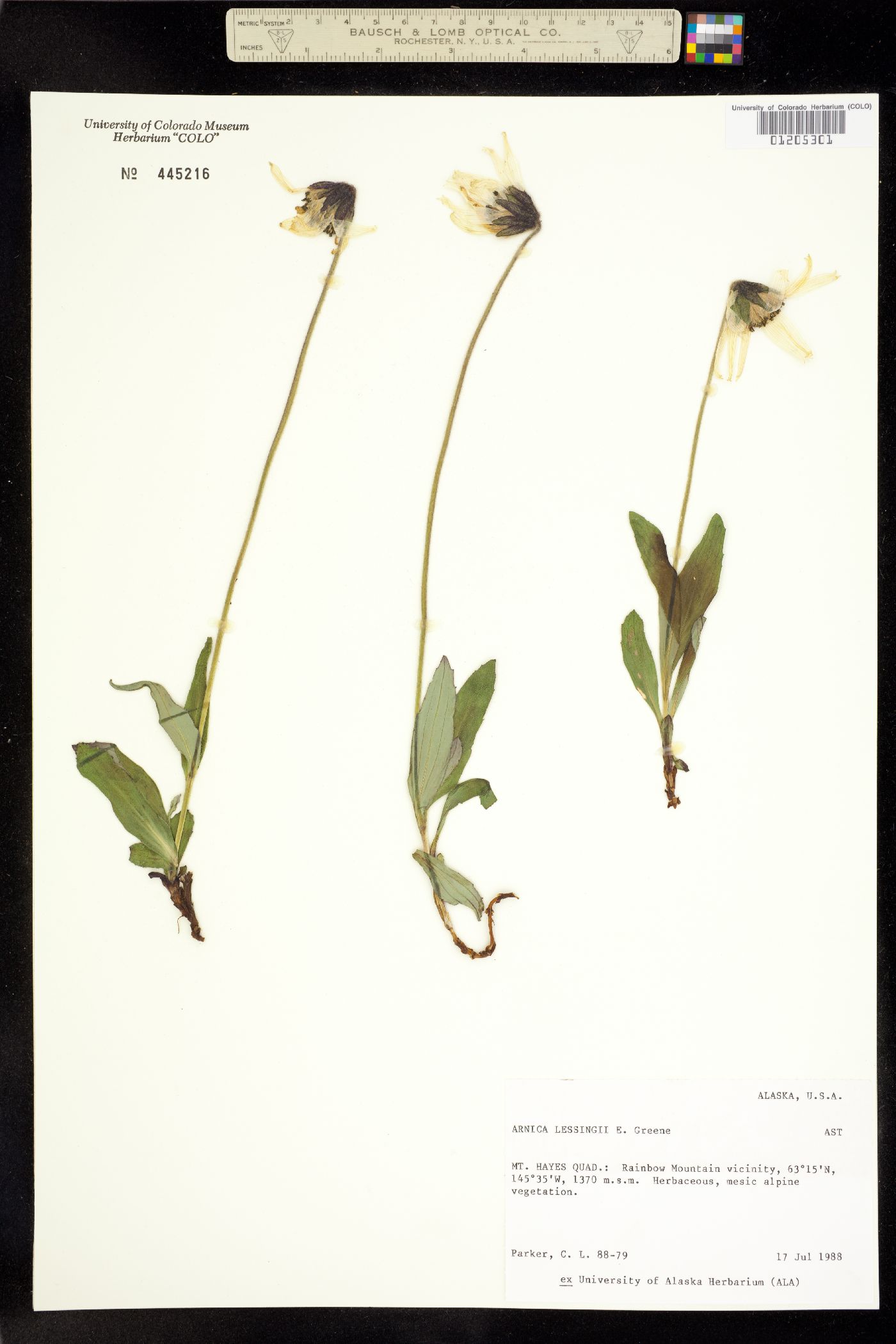 Arnica lessingii image