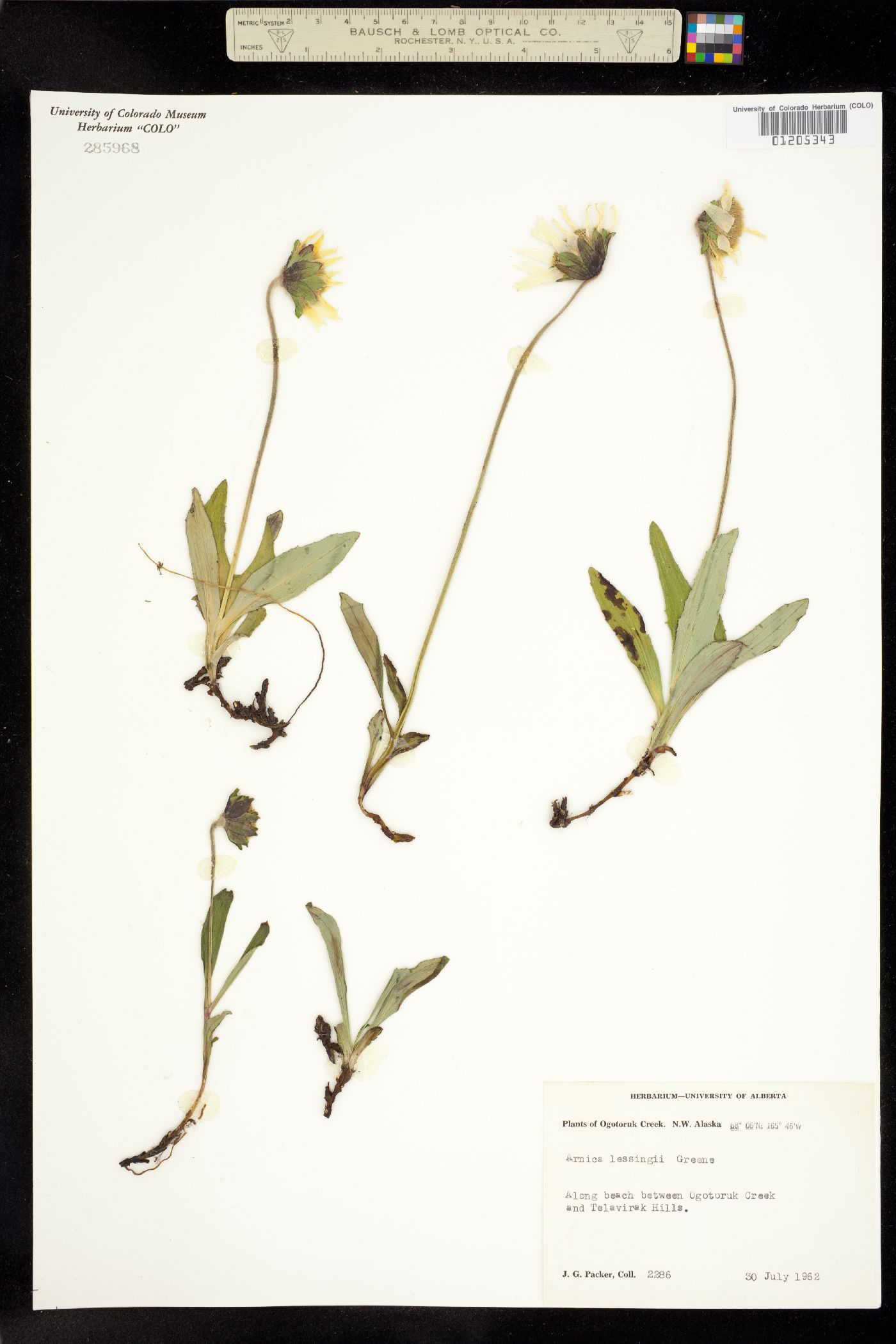 Arnica lessingii image