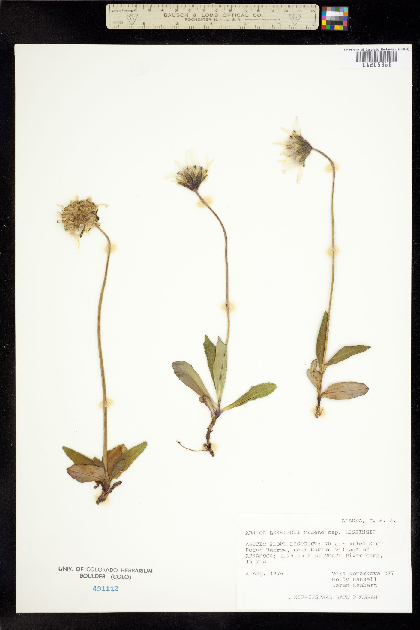 Arnica lessingii image