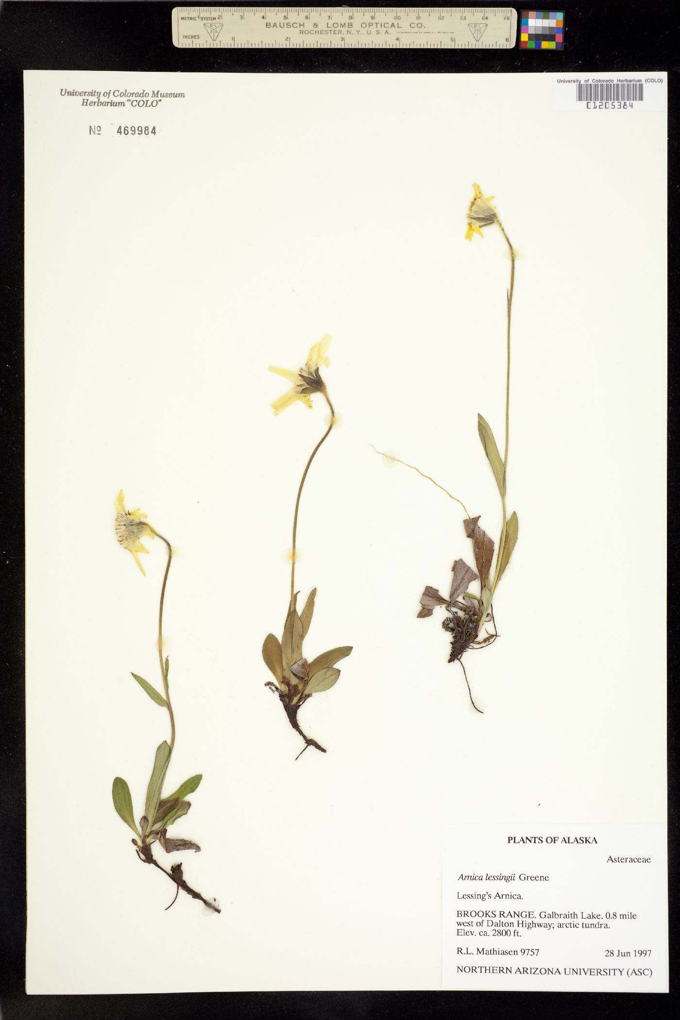 Arnica lessingii image