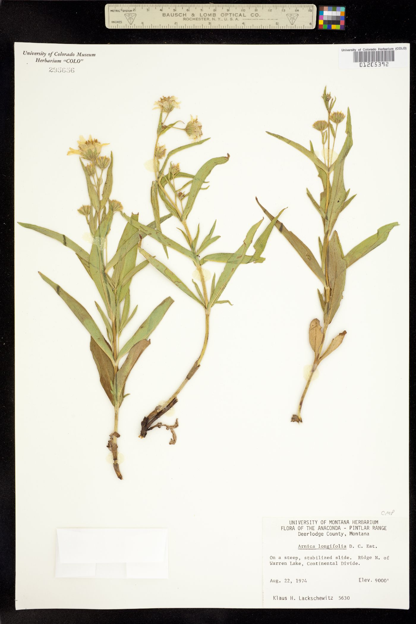 Arnica longifolia image