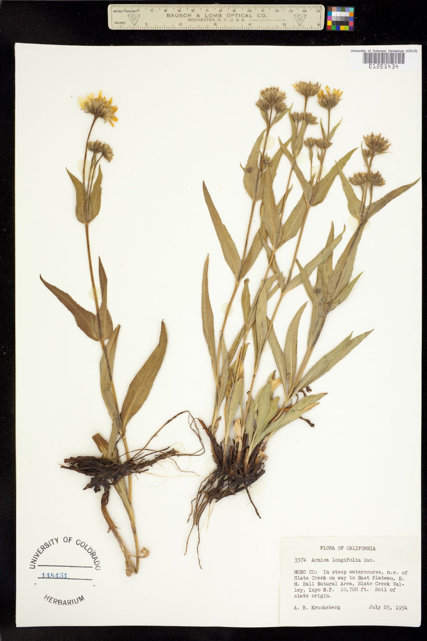 Arnica longifolia image