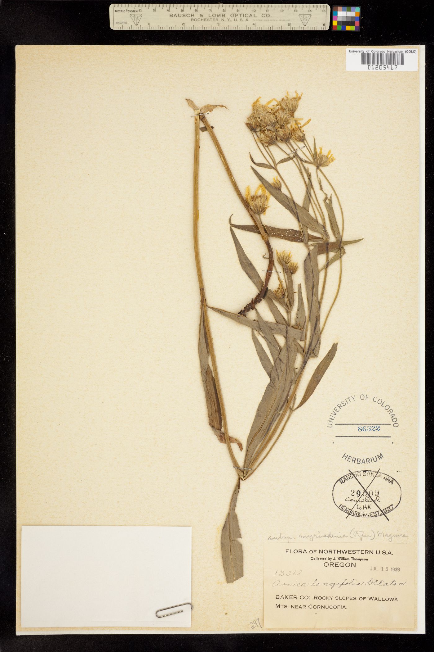 Arnica longifolia image