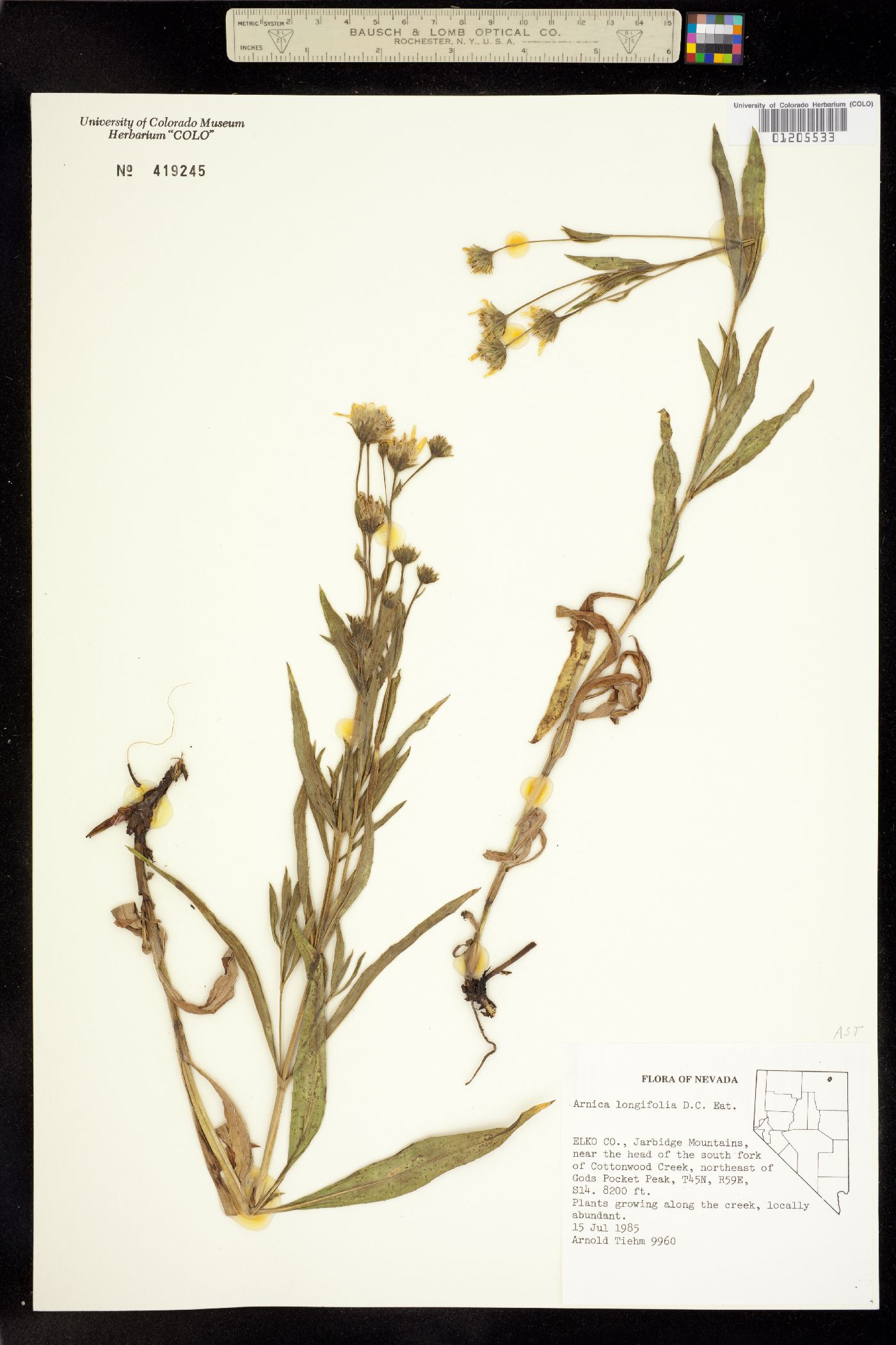 Arnica image