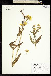 Arnica longifolia image