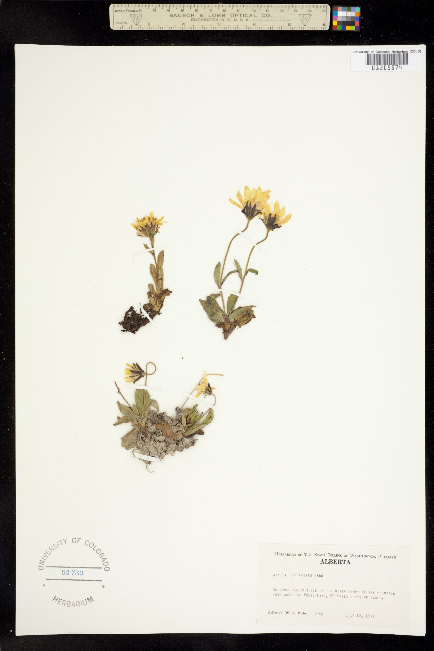 Arnica louiseana image