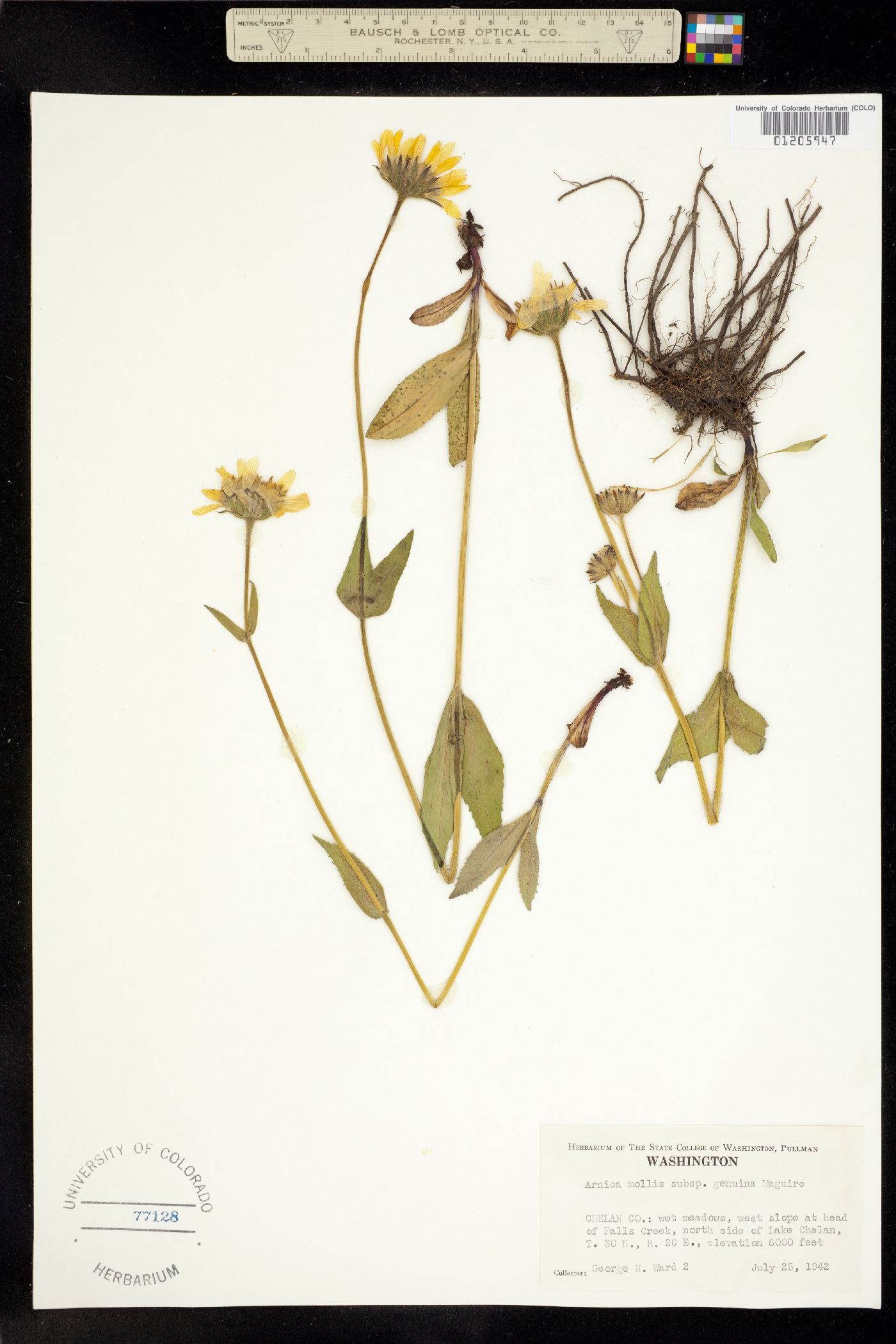 Arnica mollis image