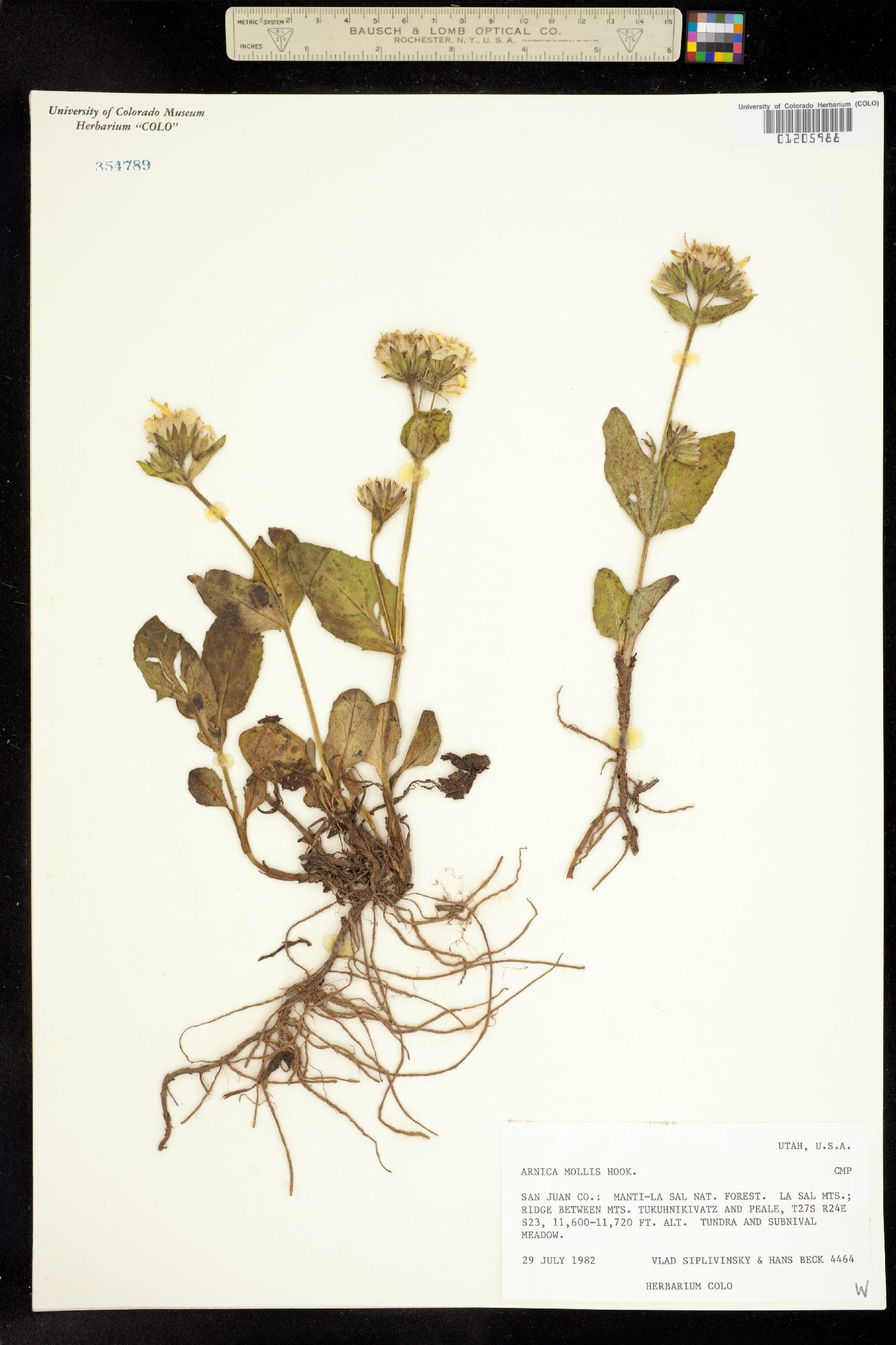 Arnica mollis image