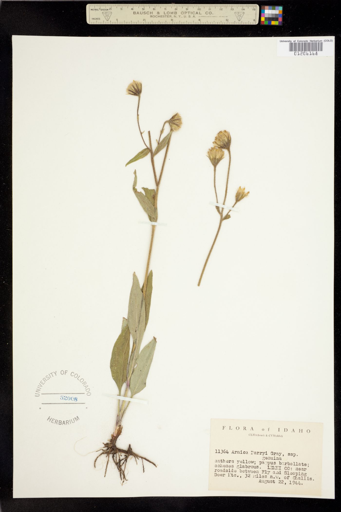 Arnica image