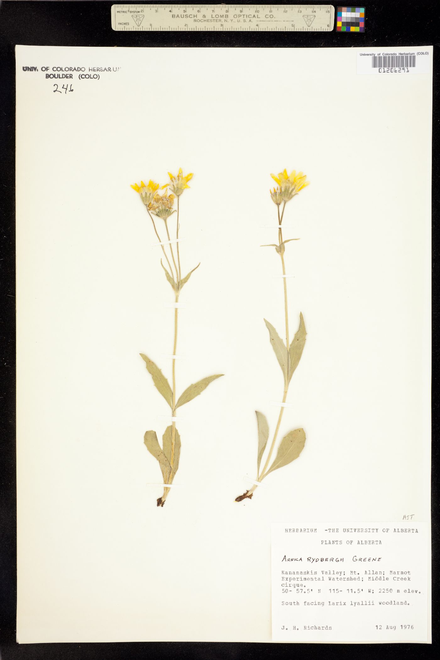 Arnica rydbergii image