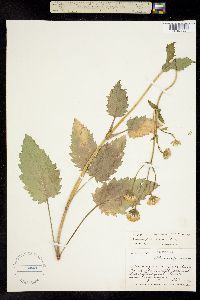 Arnica parviflora image