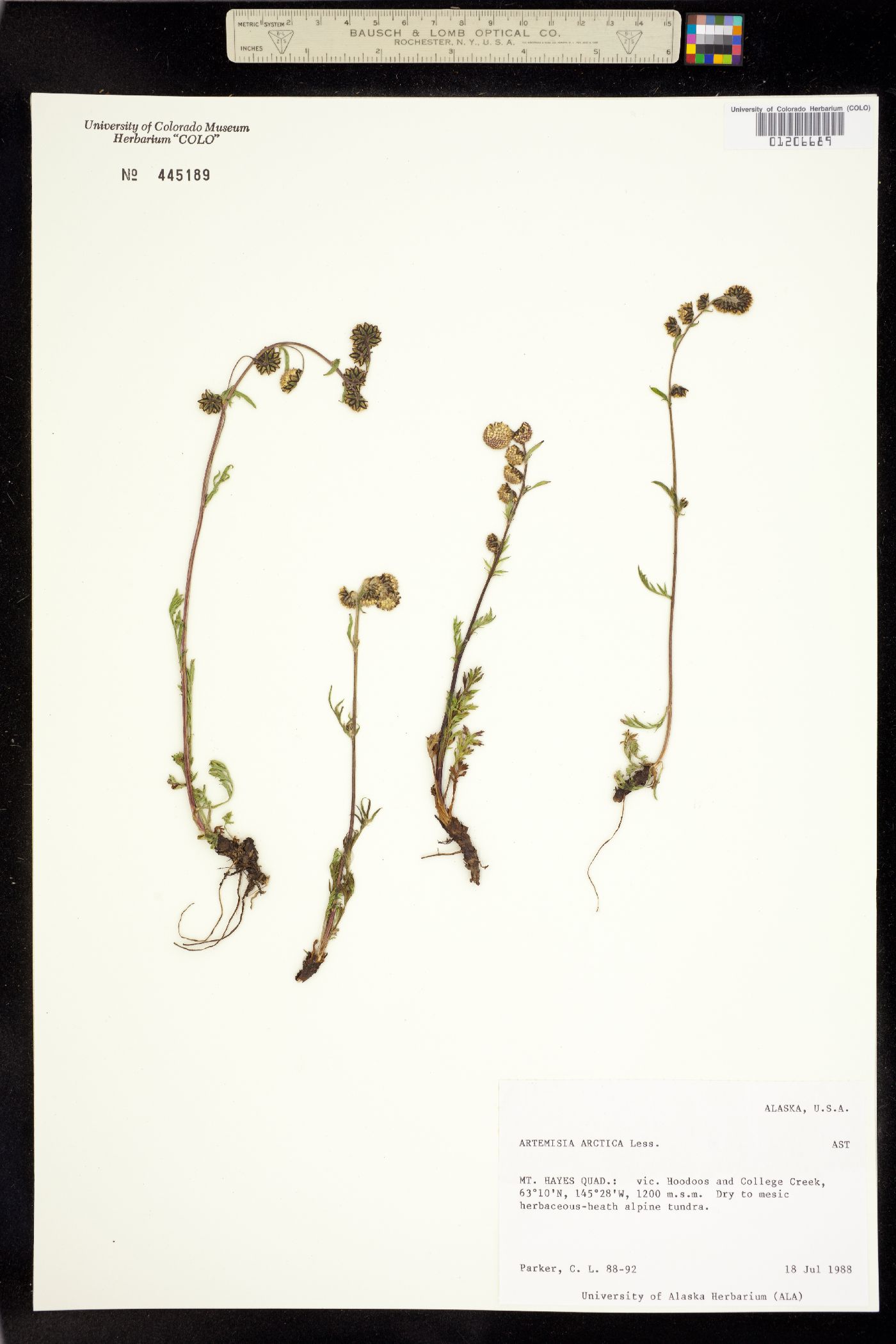 Artemisia image