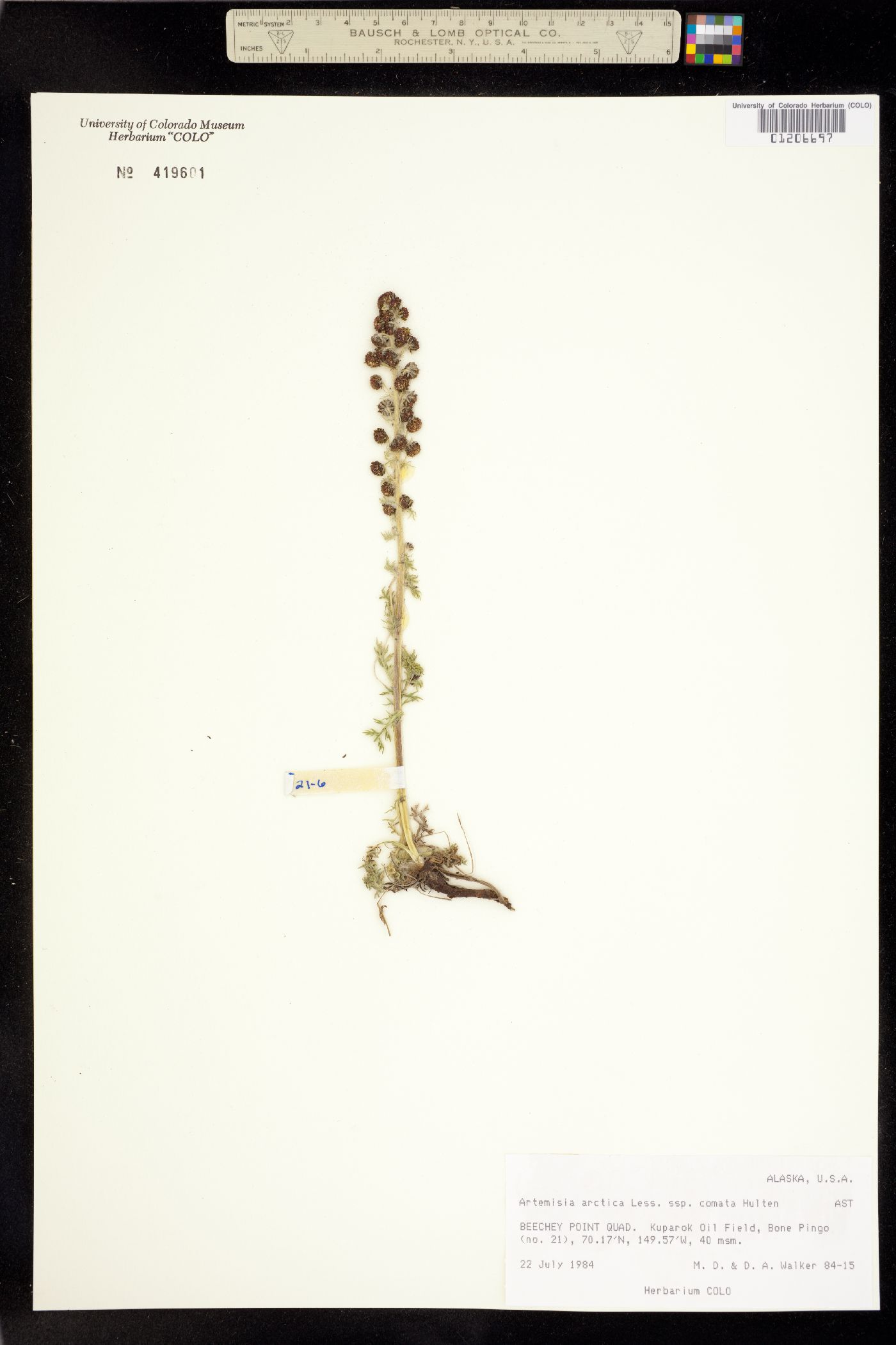 Artemisia arctica image