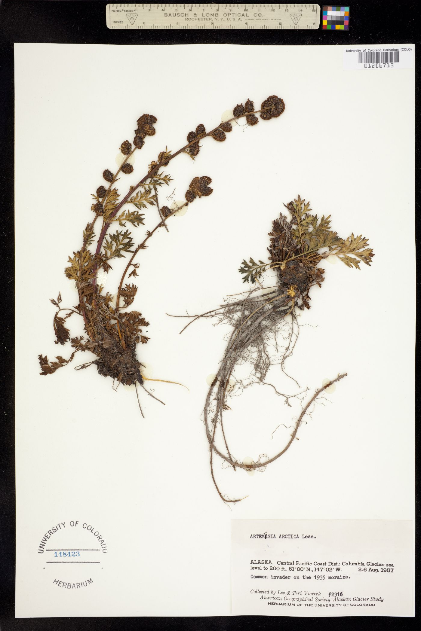 Artemisia arctica image