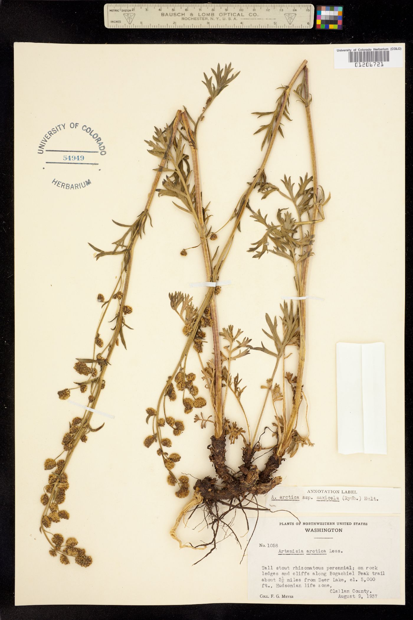 Artemisia arctica image