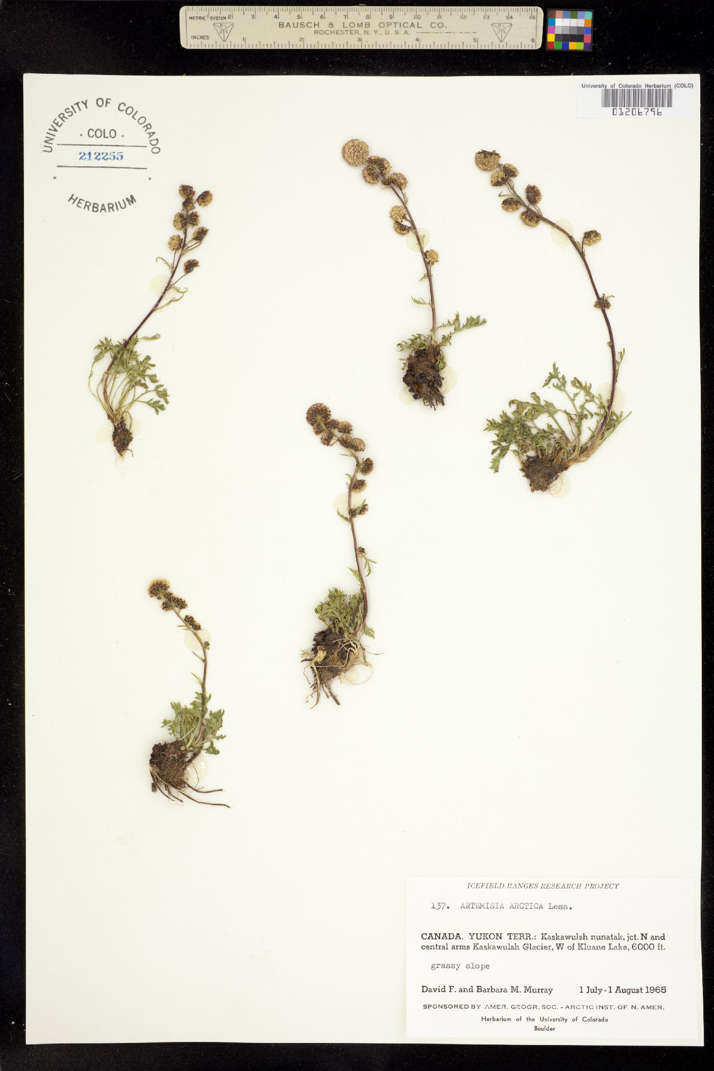 Artemisia arctica image
