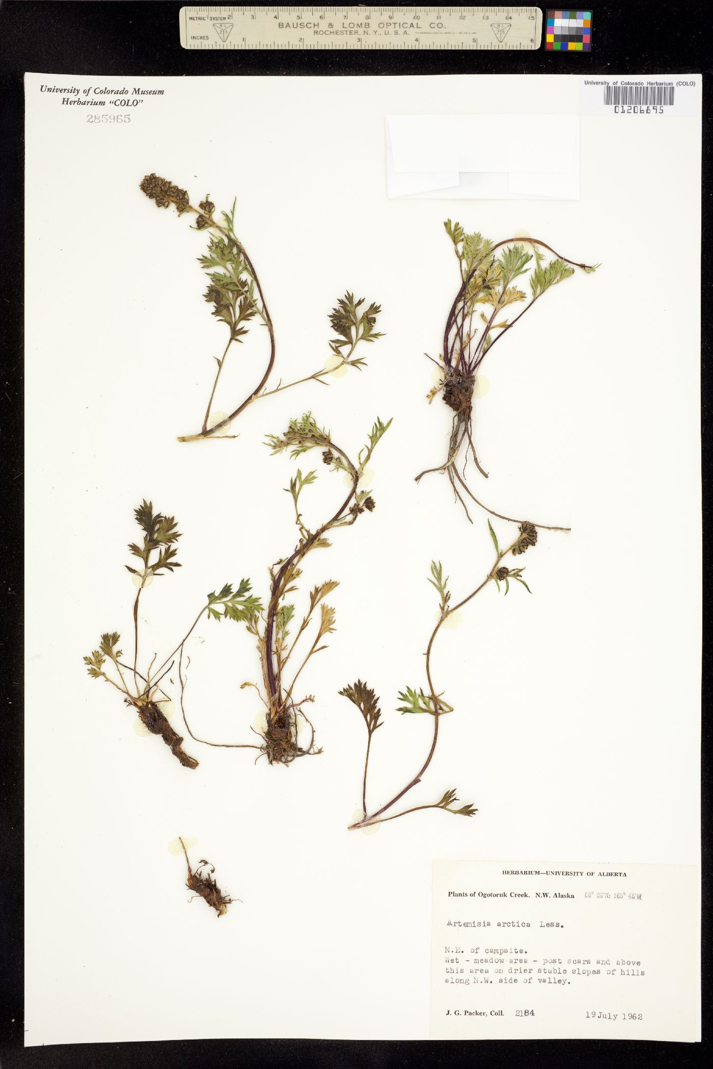 Artemisia arctica image