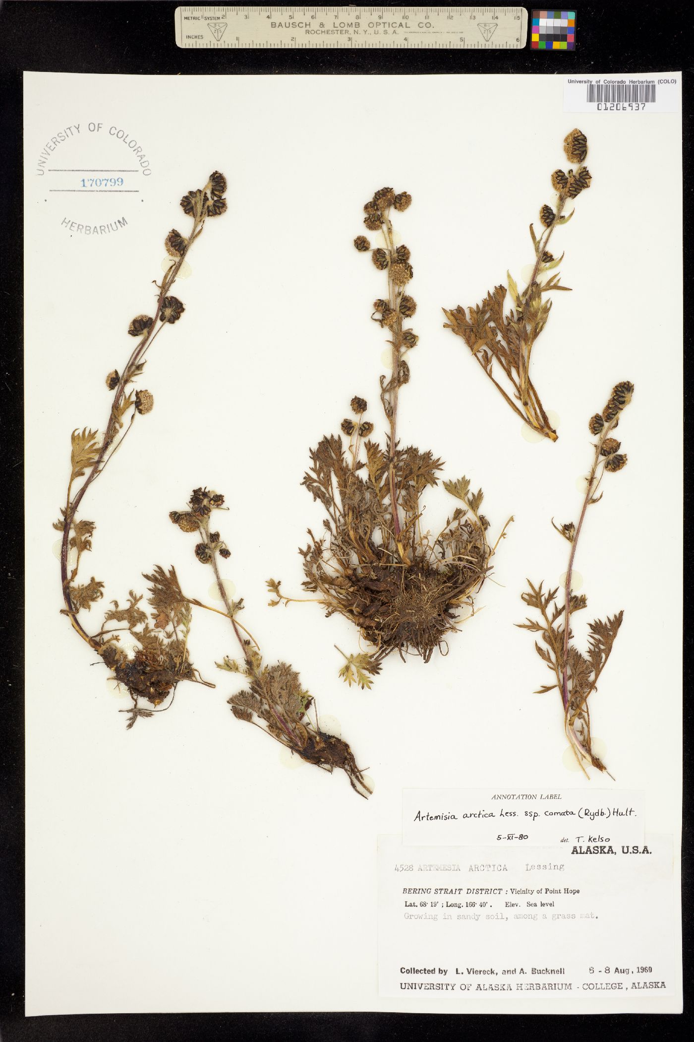 Artemisia arctica image