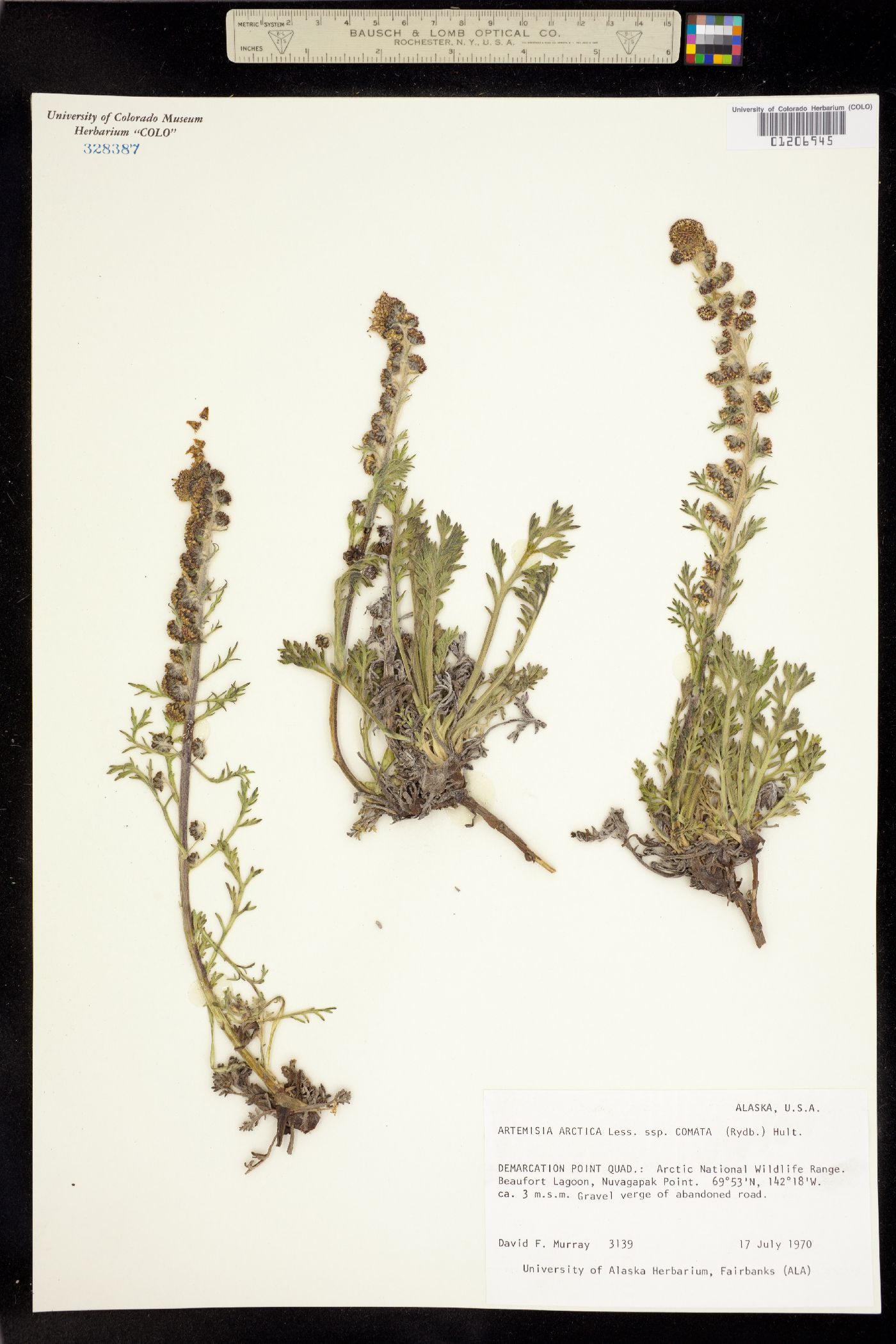 Artemisia arctica image