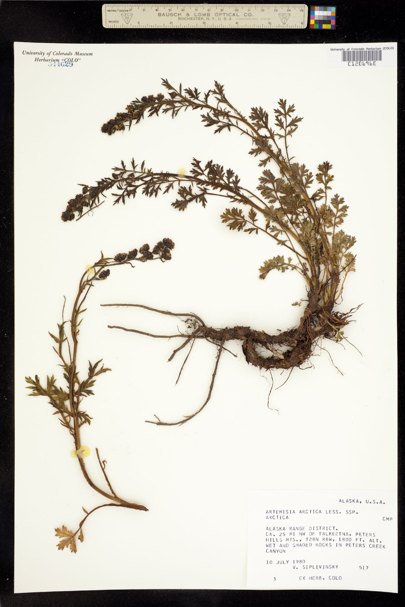 Artemisia arctica image