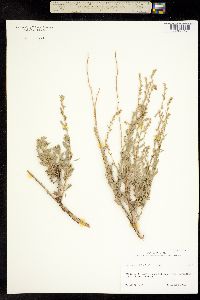 Artemisia bigelovii image