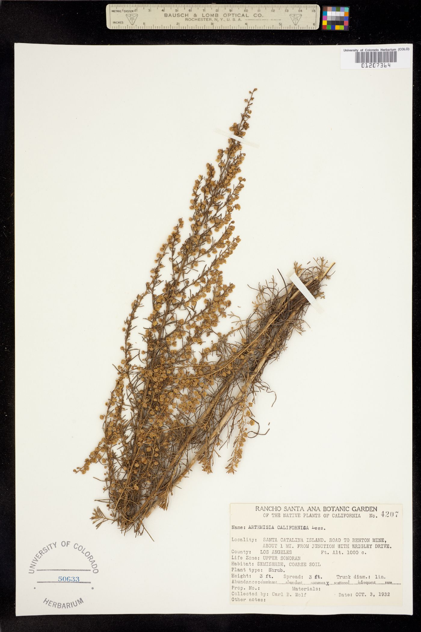 Artemisia californica image