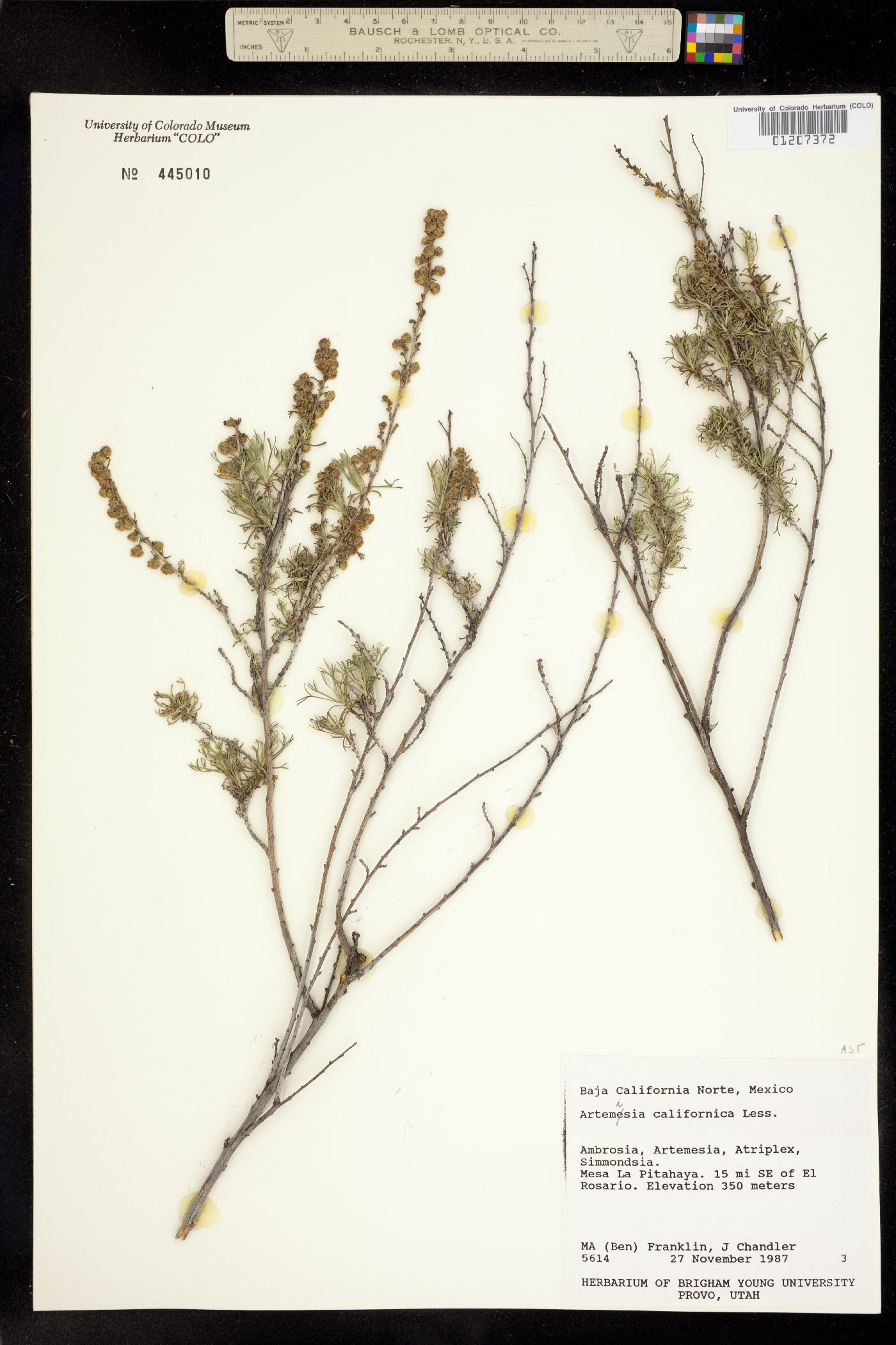 Artemisia californica image