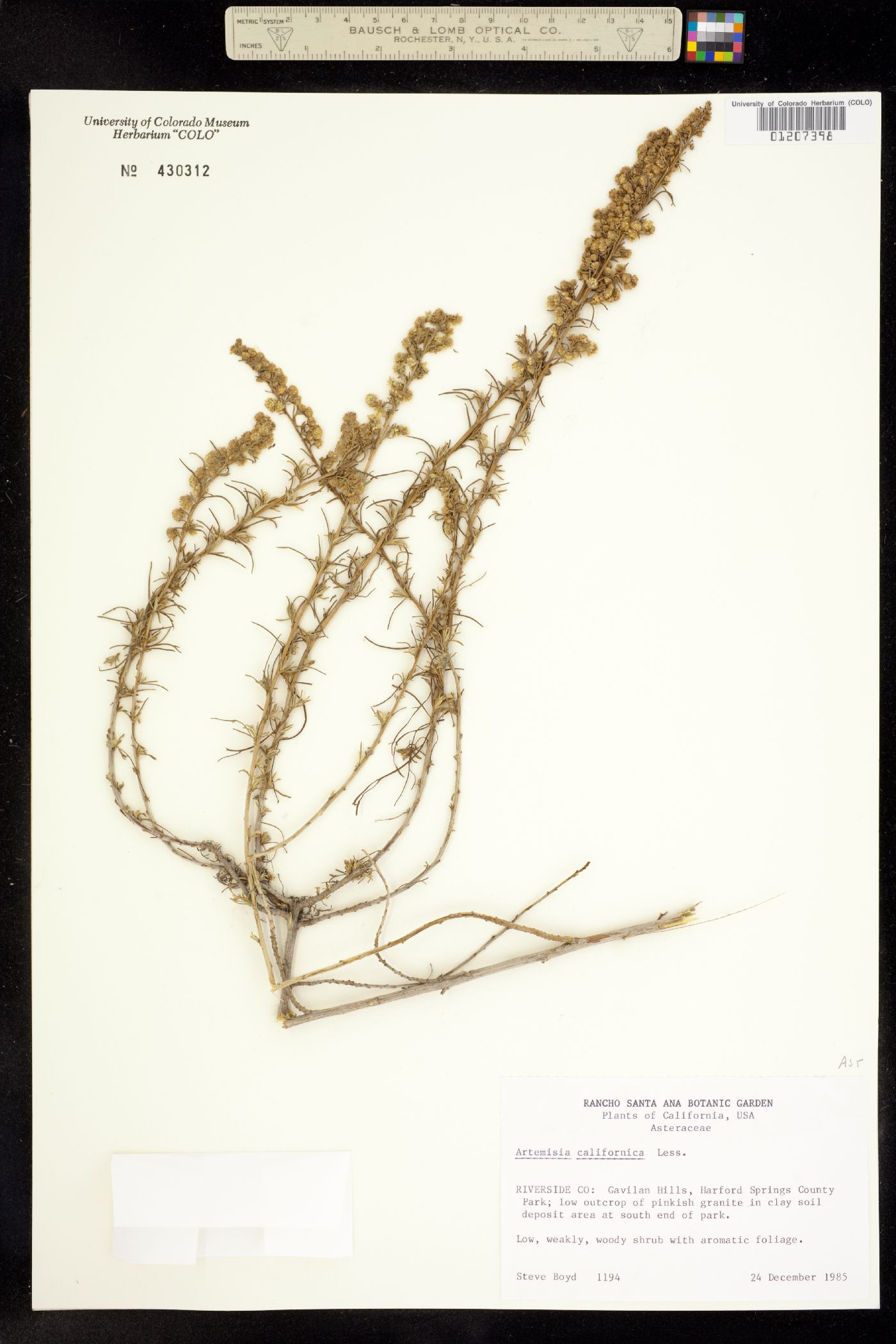 Artemisia californica image