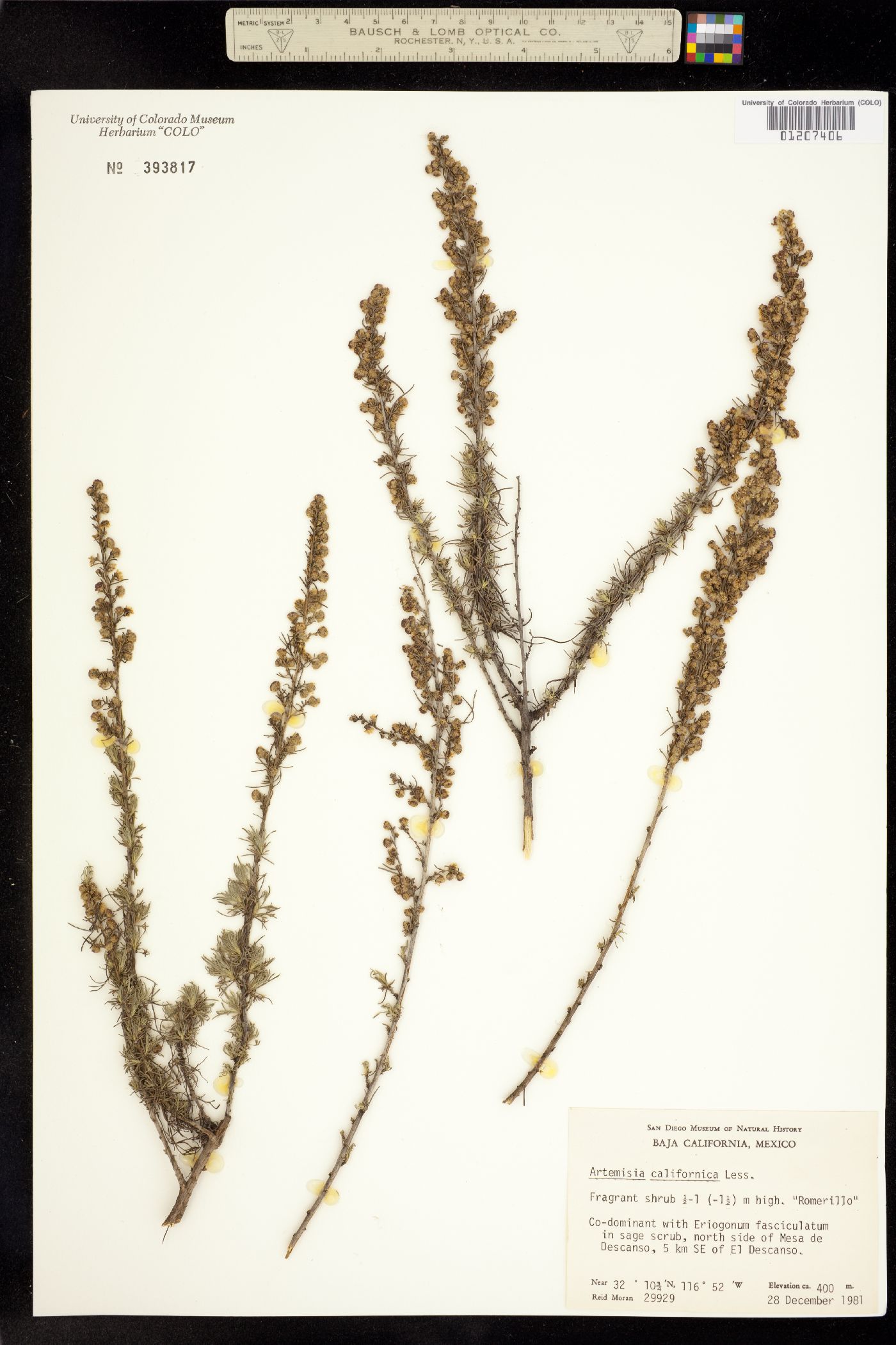 Artemisia californica image