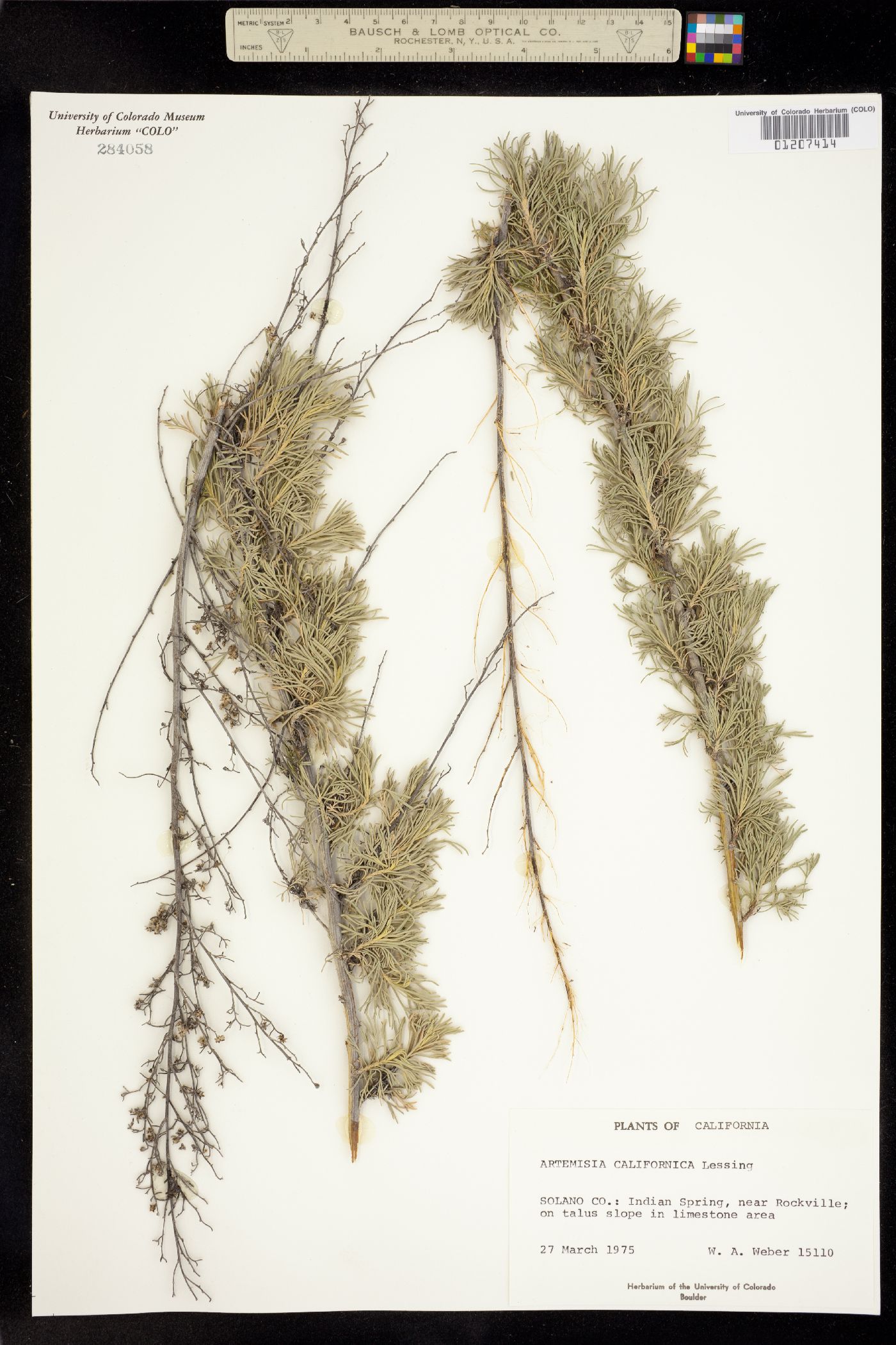 Artemisia californica image