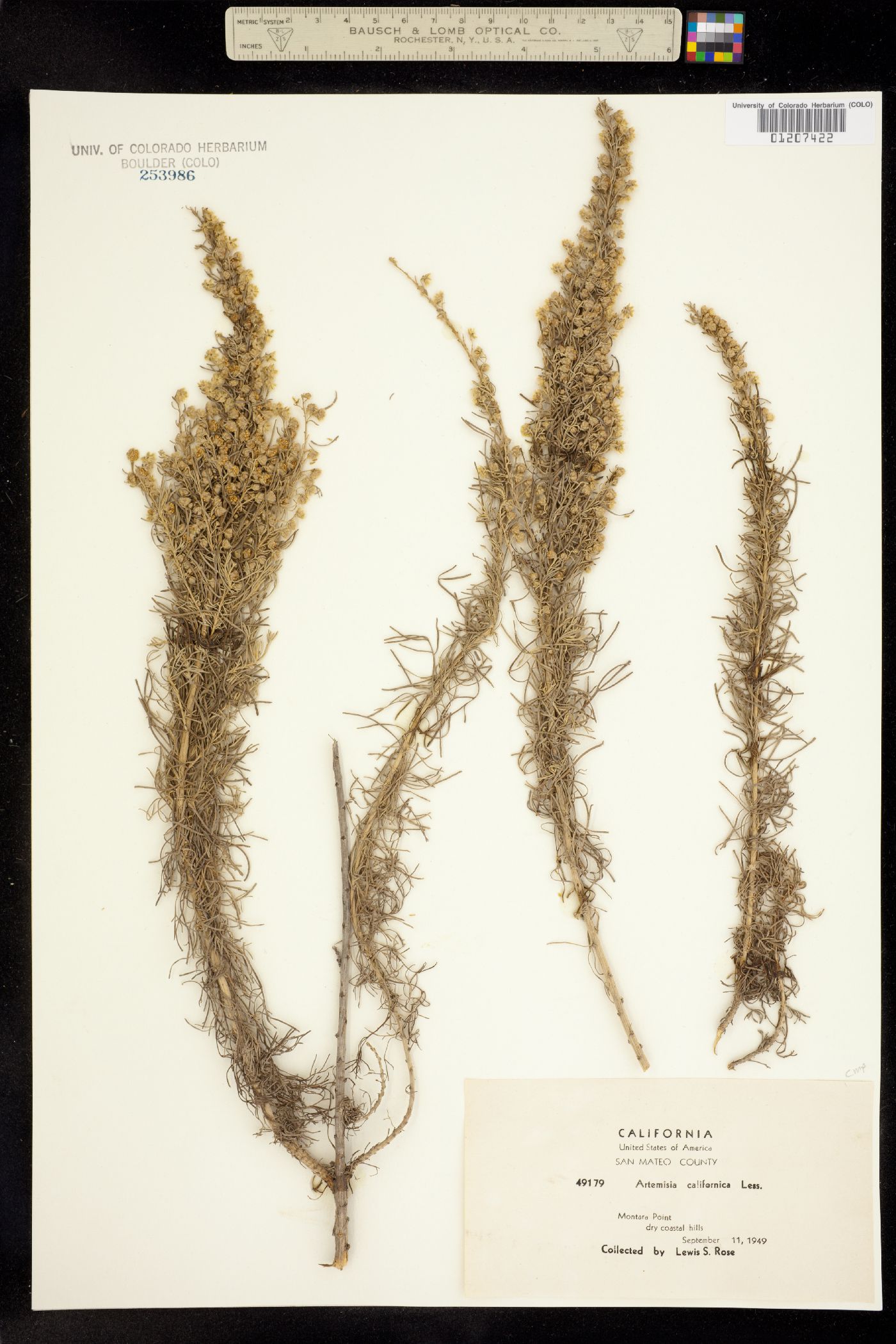 Artemisia californica image