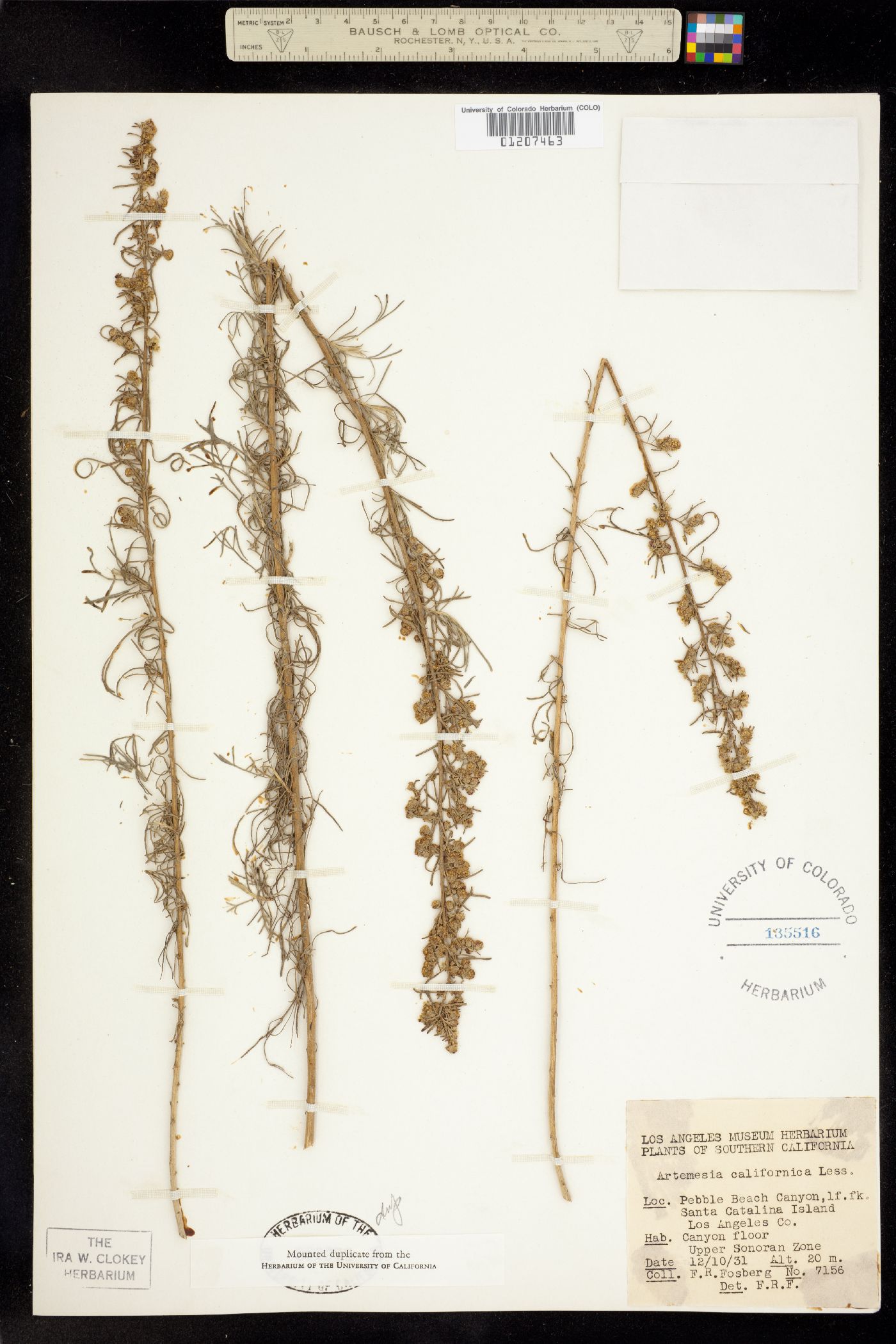 Artemisia californica image