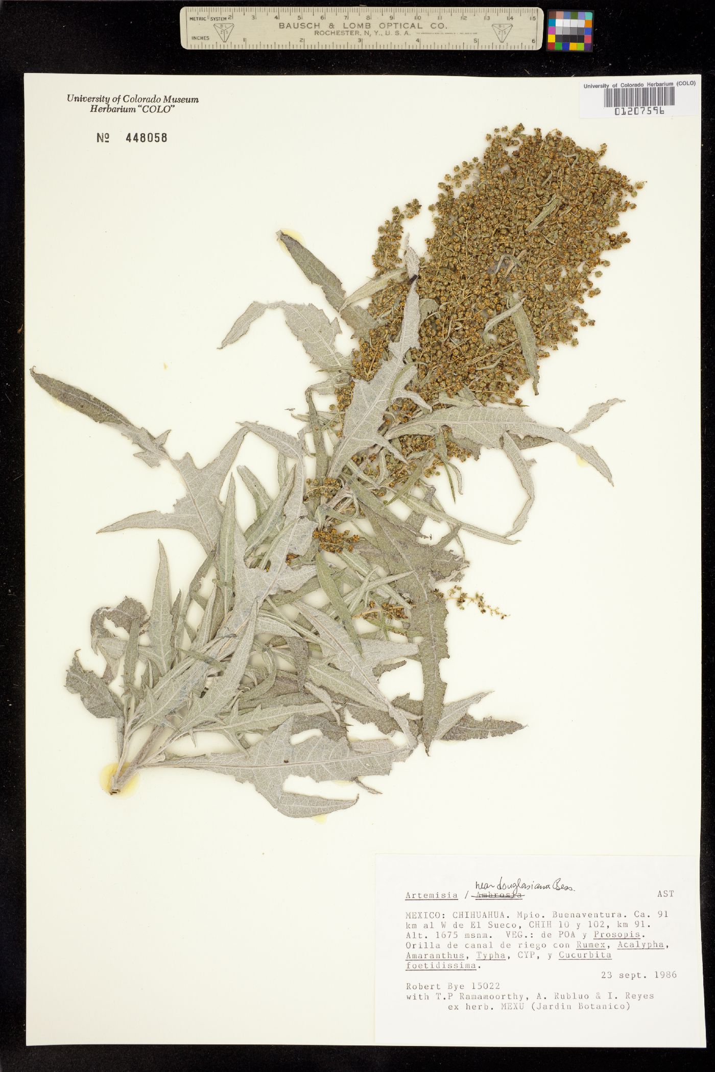 Artemisia douglasiana image