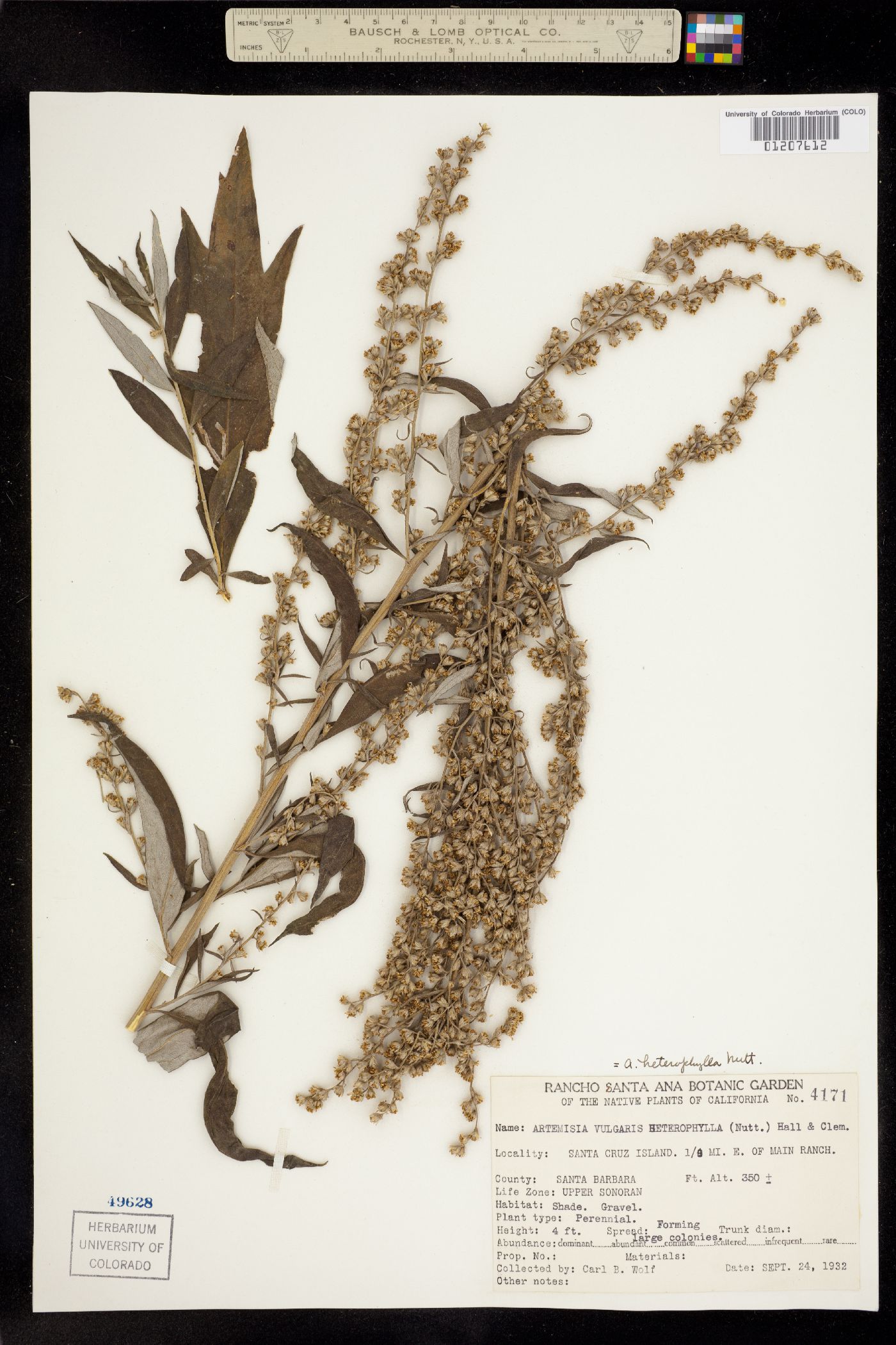 Artemisia douglasiana image